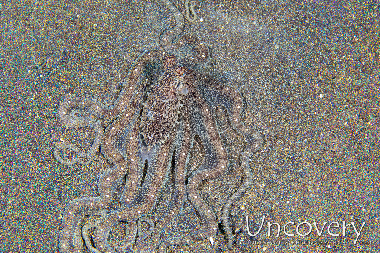 Long Arm Octopus (abdopus Sp.) shot in Indonesia|North Sulawesi|Lembeh Strait|Rojos