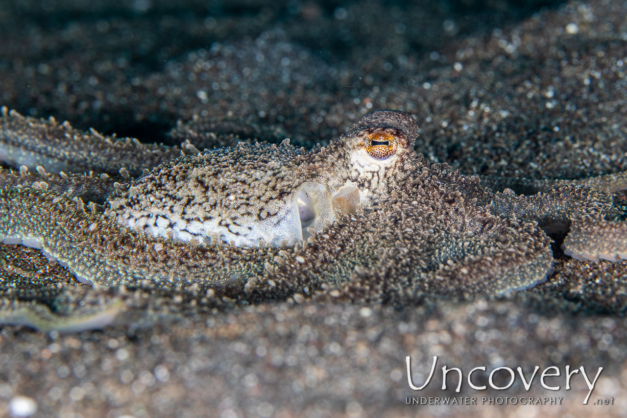 Long Arm Octopus (abdopus Sp.) shot in Indonesia|North Sulawesi|Lembeh Strait|Rojos