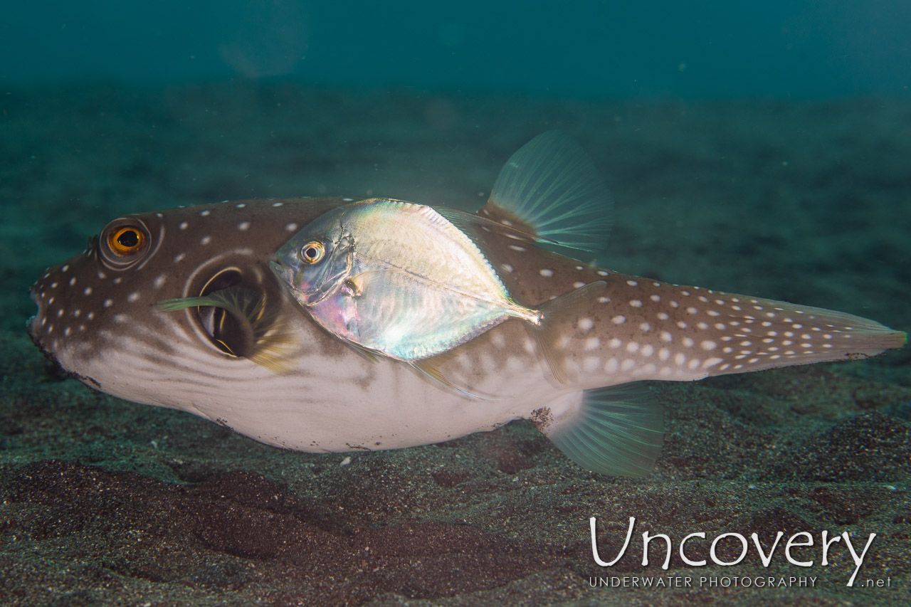 White-spotted Puffer (arothron Hispidus) shot in Indonesia|North Sulawesi|Lembeh Strait|Rojos