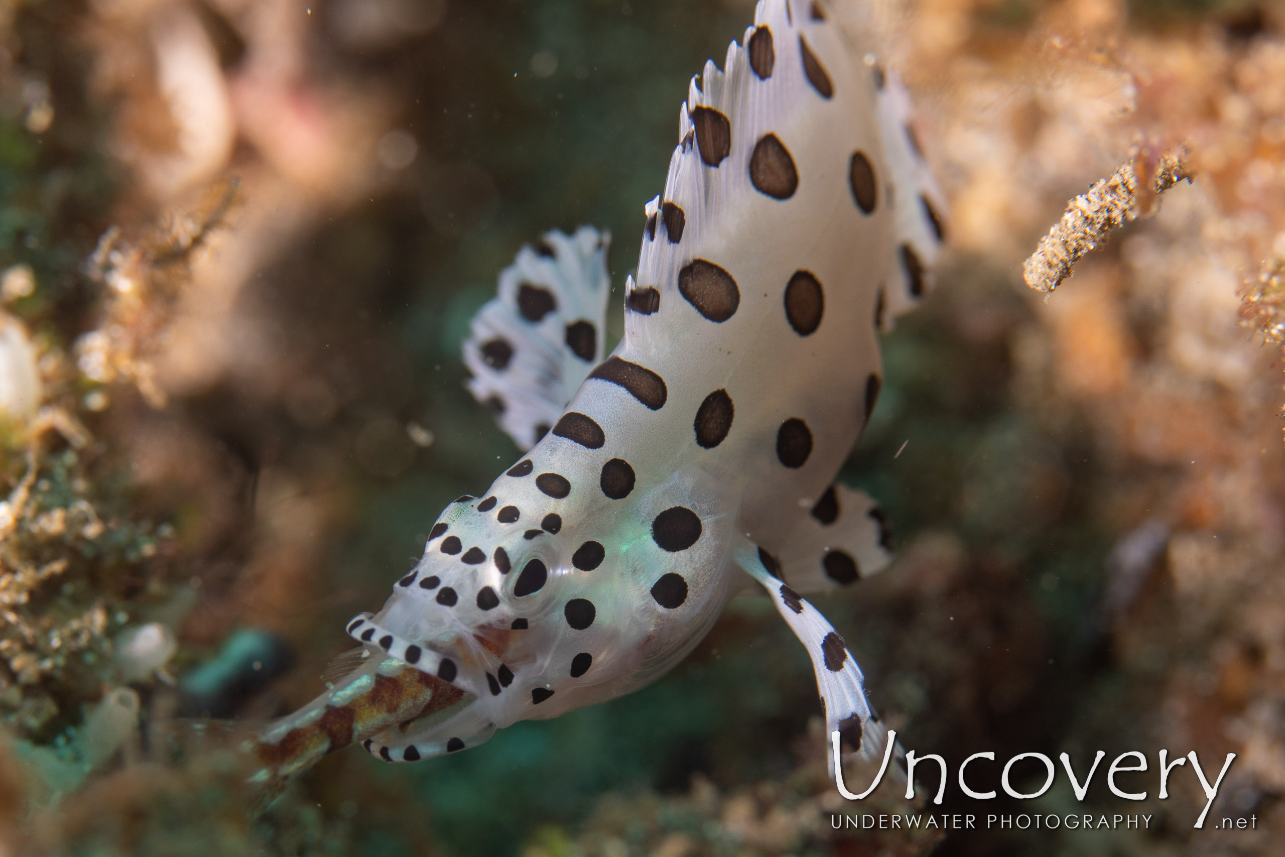 Barramundi (cromileptes Altivelis), photo taken in Indonesia, North Sulawesi, Lembeh Strait, Pante Parigi 1