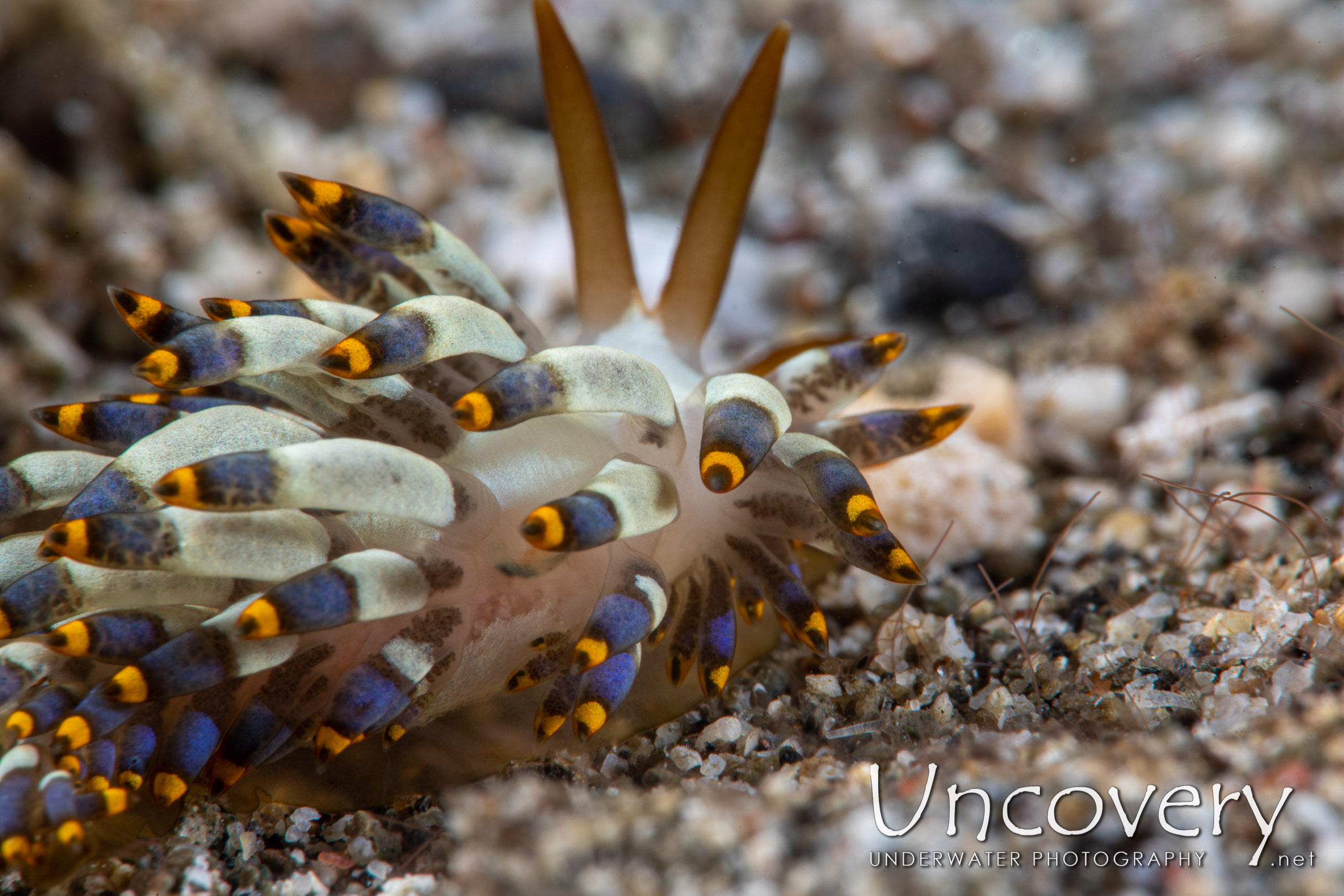 Nudibranch, photo taken in Indonesia, North Sulawesi, Lembeh Strait, Pante Parigi 1