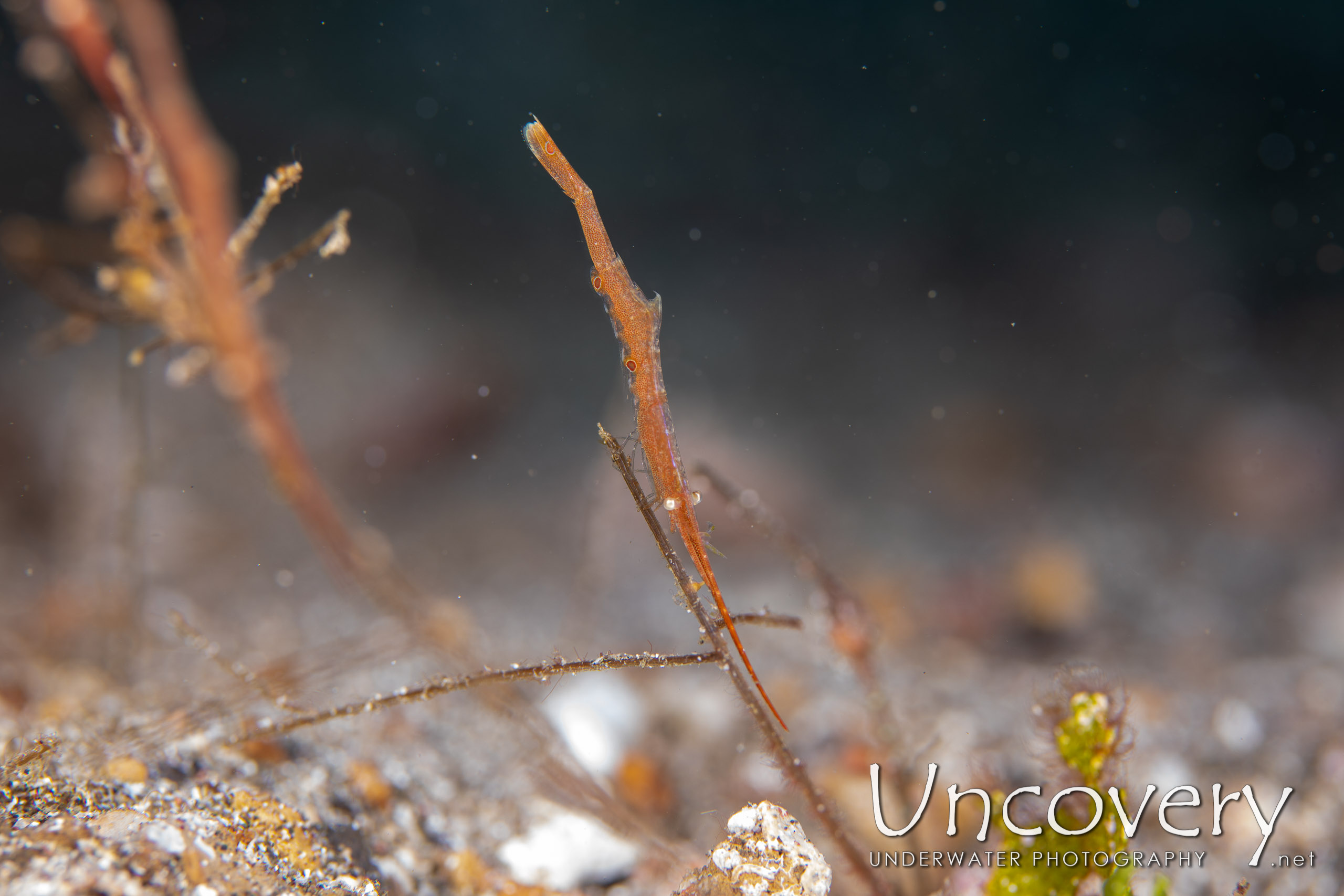 Ocellated Tozeuma Shrimp (tozeuma Lanceolatum), photo taken in Indonesia, North Sulawesi, Lembeh Strait, Pante Parigi 1