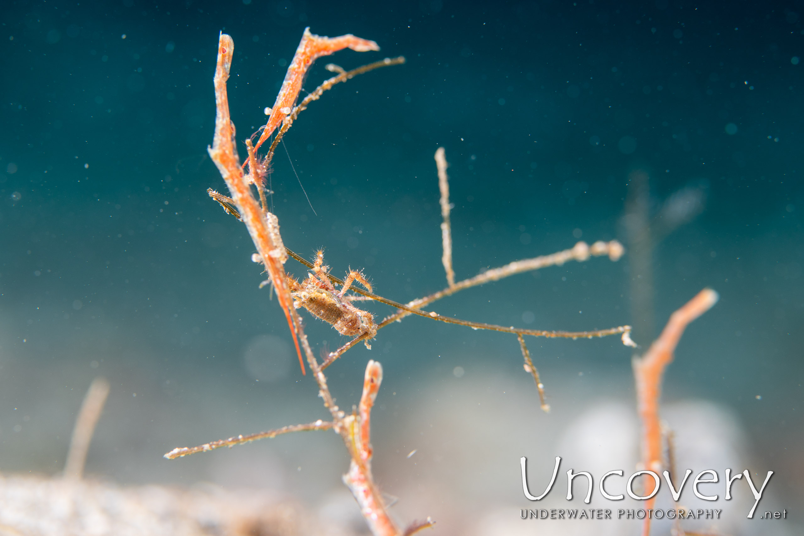 Ocellated Tozeuma Shrimp (tozeuma Lanceolatum), photo taken in Indonesia, North Sulawesi, Lembeh Strait, Pante Parigi 1