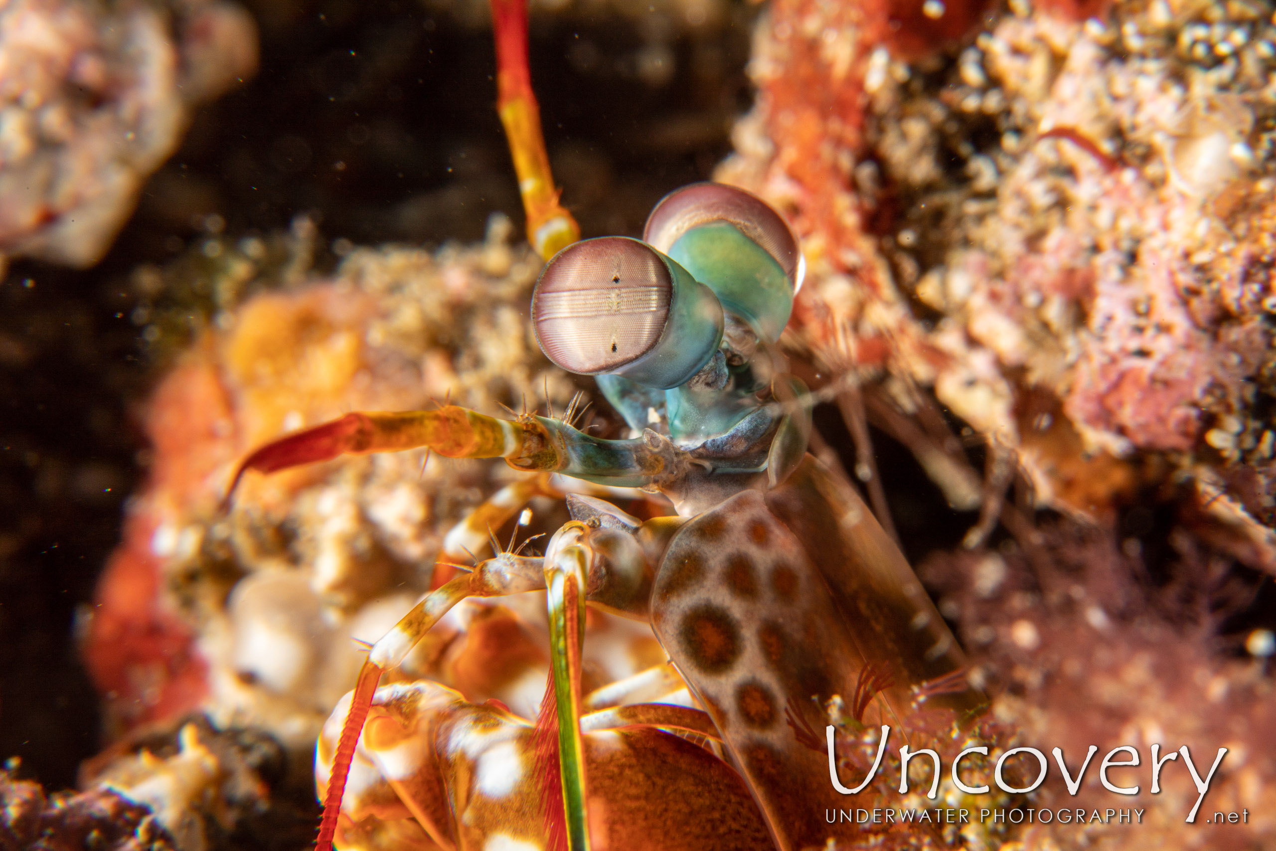 Peacock Mantis Shrimp (odontodactylus Scyllarus), photo taken in Indonesia, North Sulawesi, Lembeh Strait, Pante Parigi 1