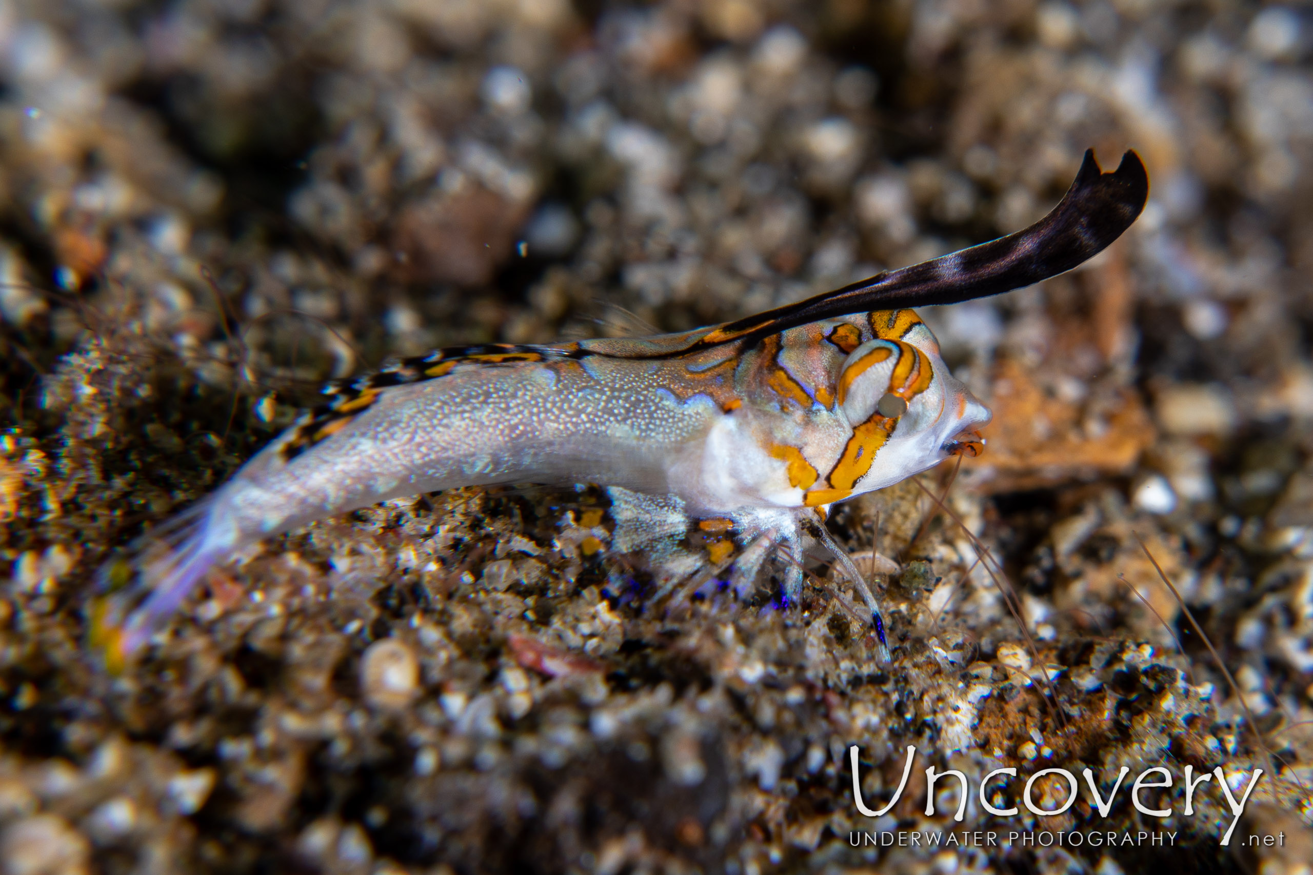 Orange-black Dragonet (dactylopus Kuiteri), photo taken in Indonesia, North Sulawesi, Lembeh Strait, Pante Parigi 1