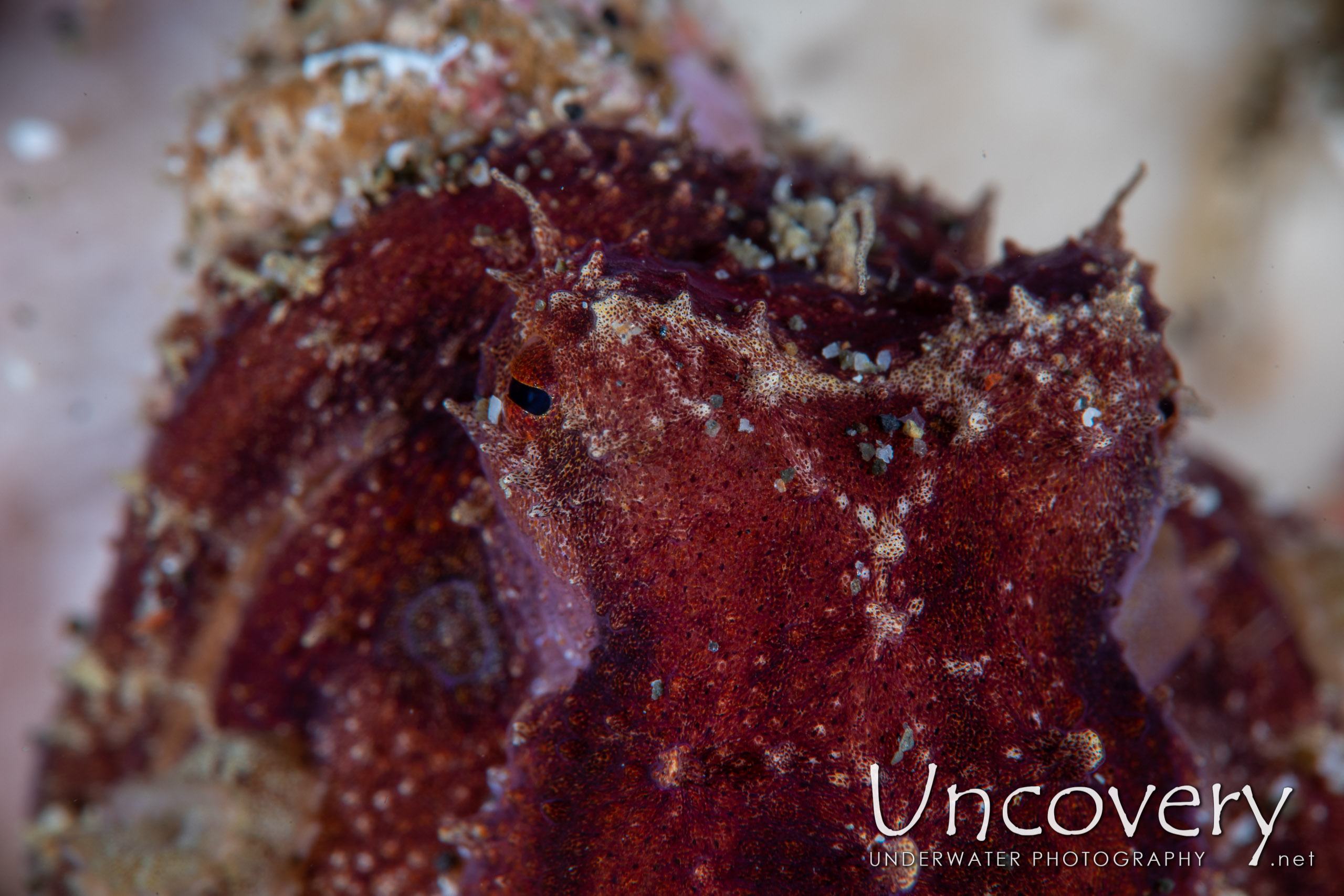 Mototi Octopus (octopus Mototi), photo taken in Indonesia, North Sulawesi, Lembeh Strait, Pante Parigi 1