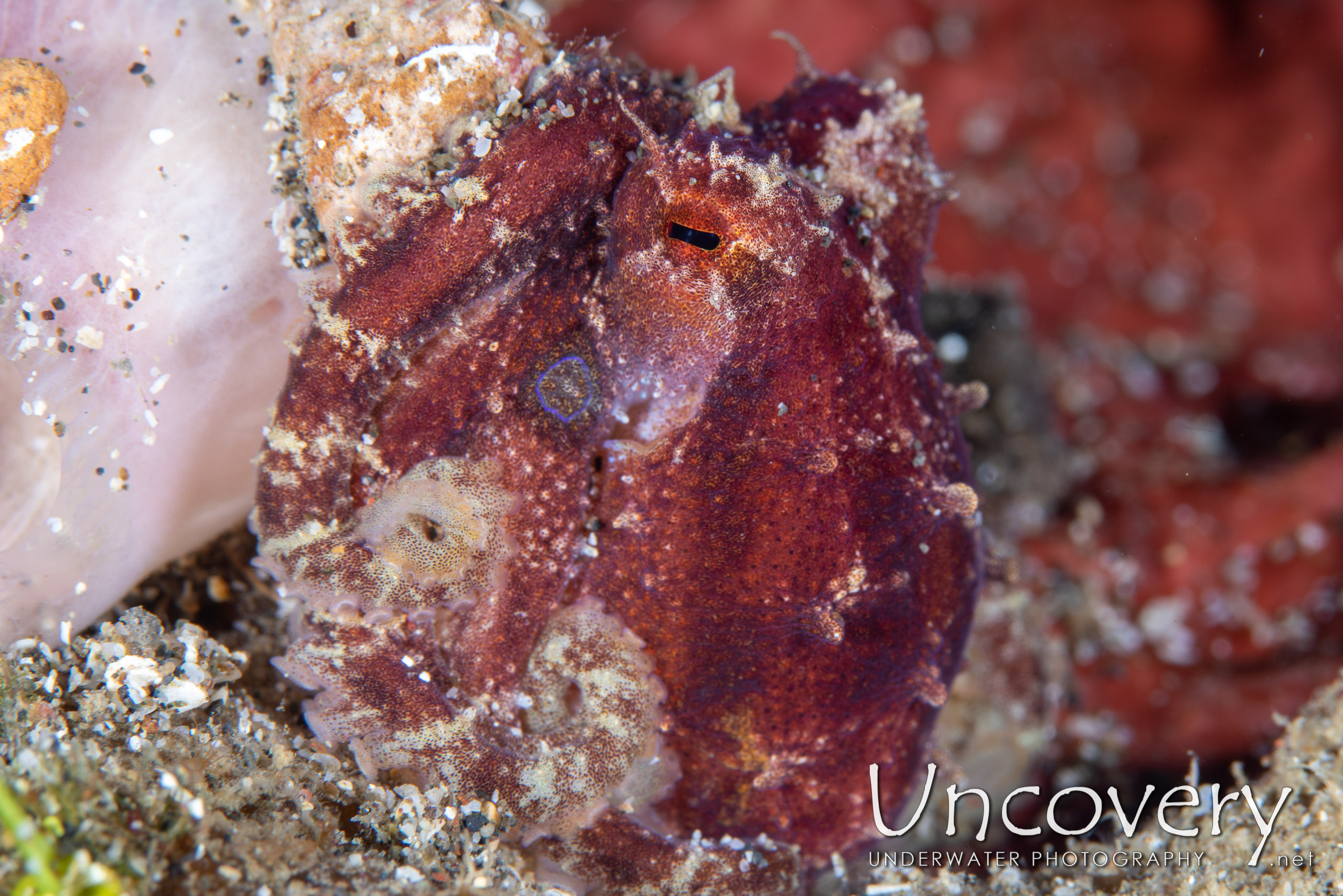 Mototi Octopus (octopus Mototi), photo taken in Indonesia, North Sulawesi, Lembeh Strait, Pante Parigi 1