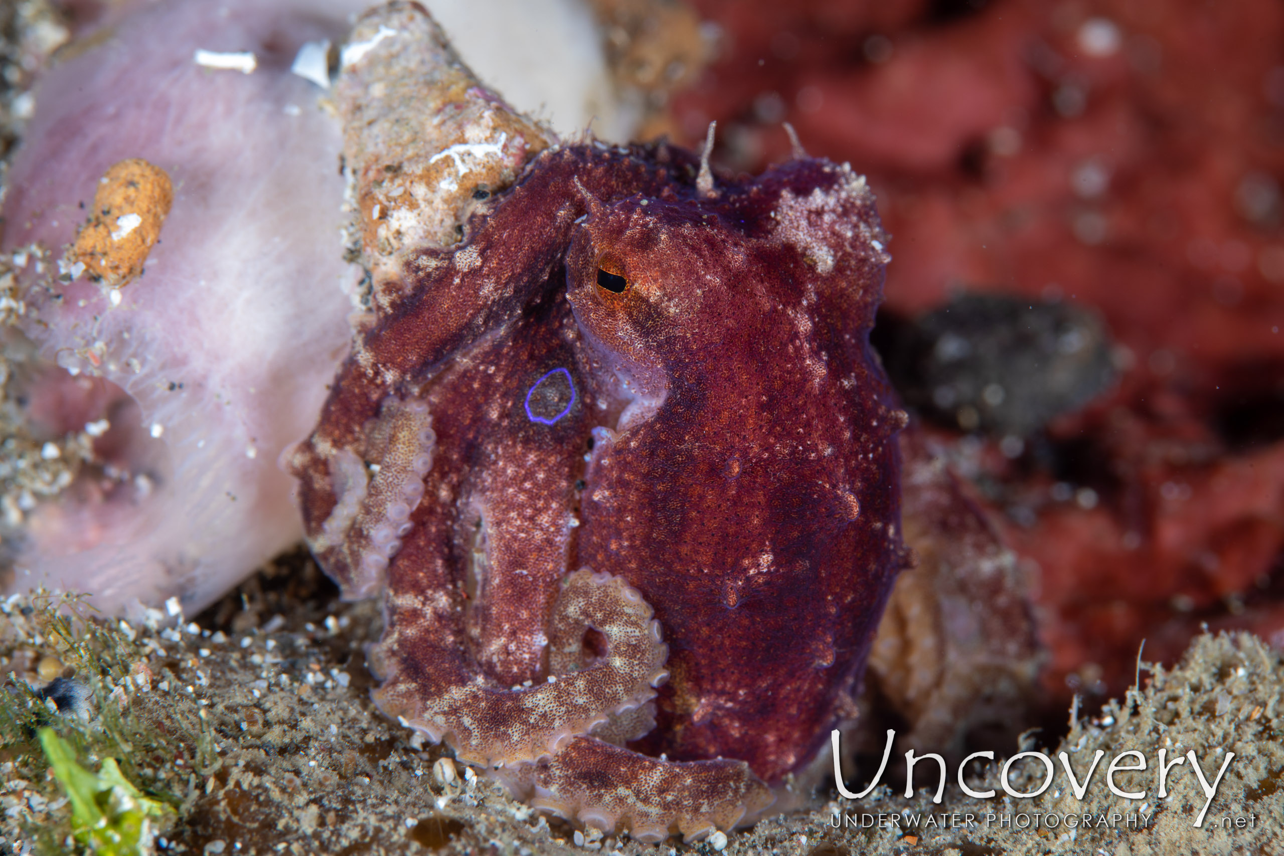 Mototi Octopus (octopus Mototi), photo taken in Indonesia, North Sulawesi, Lembeh Strait, Pante Parigi 1