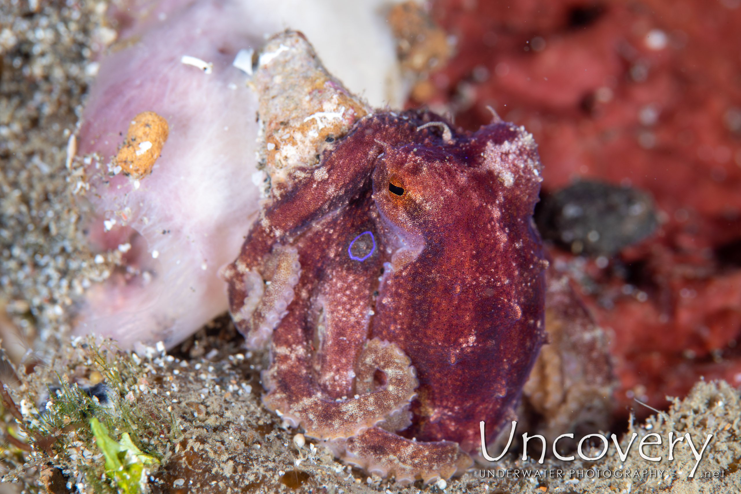 Mototi Octopus (octopus Mototi), photo taken in Indonesia, North Sulawesi, Lembeh Strait, Pante Parigi 1