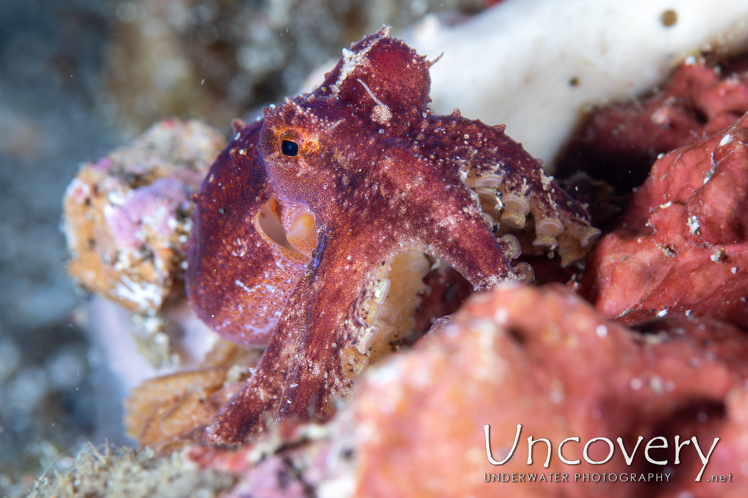 Mototi Octopus (octopus Mototi), photo taken in Indonesia, North Sulawesi, Lembeh Strait, Pante Parigi 1