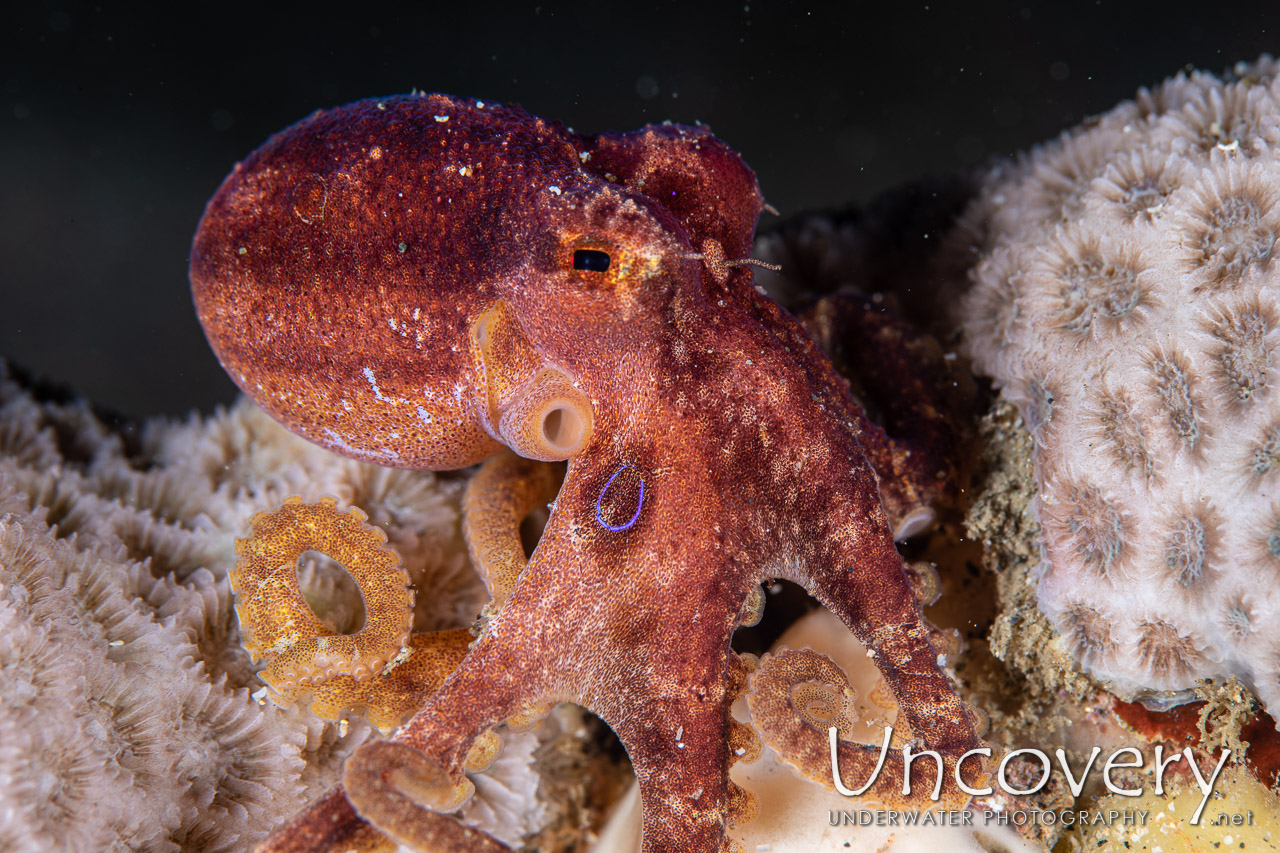 Mototi Octopus (octopus Mototi), photo taken in Indonesia, North Sulawesi, Lembeh Strait, Pante Parigi 1