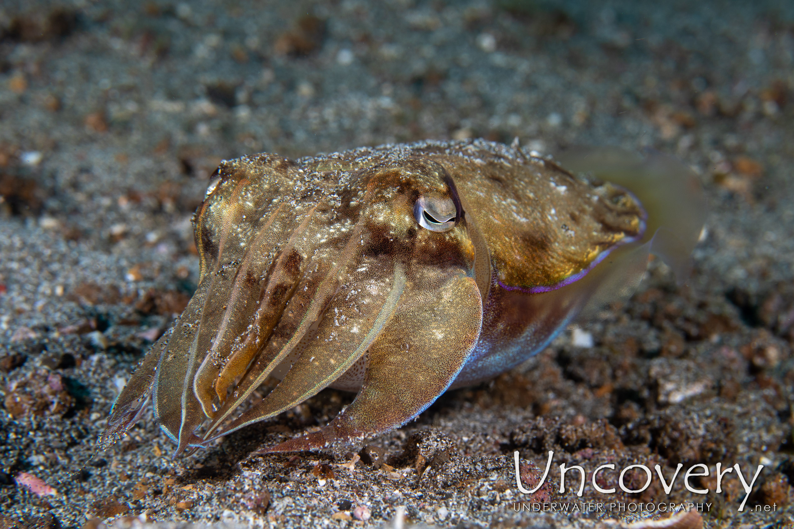 Broadclub Cuttlefish (sepia Latimanus), photo taken in Indonesia, North Sulawesi, Lembeh Strait, Pante Parigi 1