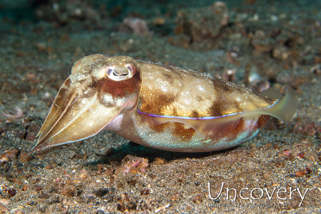 Broadclub Cuttlefish (sepia Latimanus), photo taken in Indonesia, North Sulawesi, Lembeh Strait, Pante Parigi 1