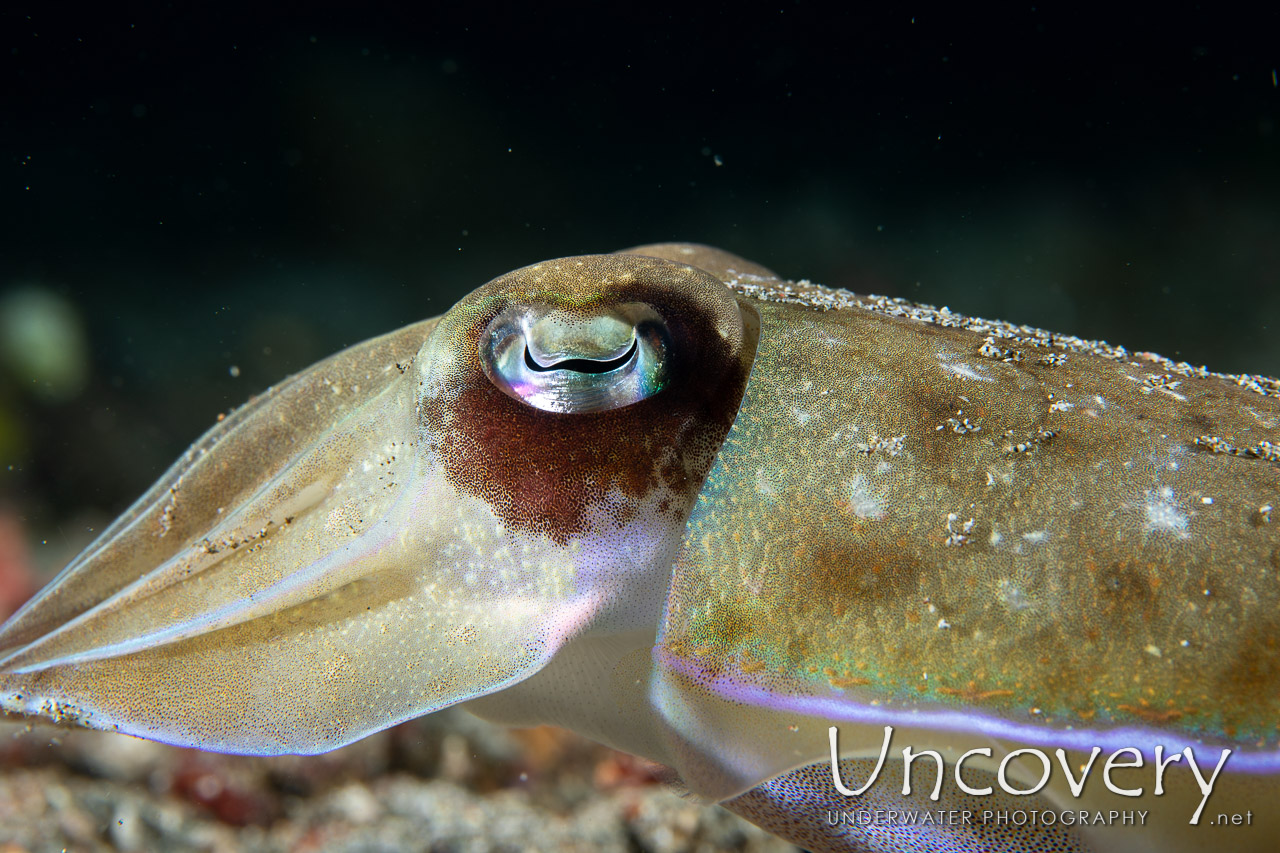 Broadclub Cuttlefish (sepia Latimanus), photo taken in Indonesia, North Sulawesi, Lembeh Strait, Pante Parigi 1