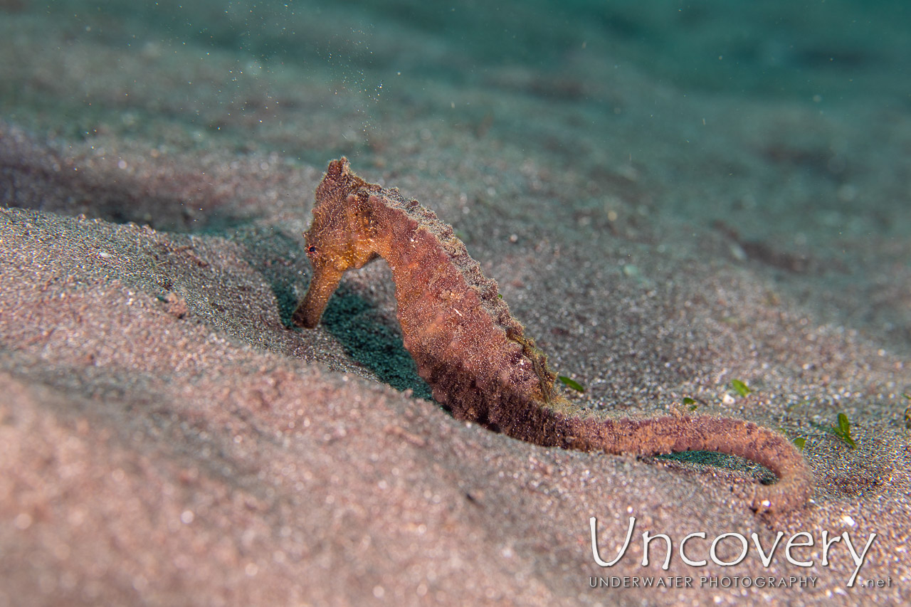 Common Sea Horse (hippocampus Kuda) shot in Indonesia|North Sulawesi|Lembeh Strait|Aer Bajo 1