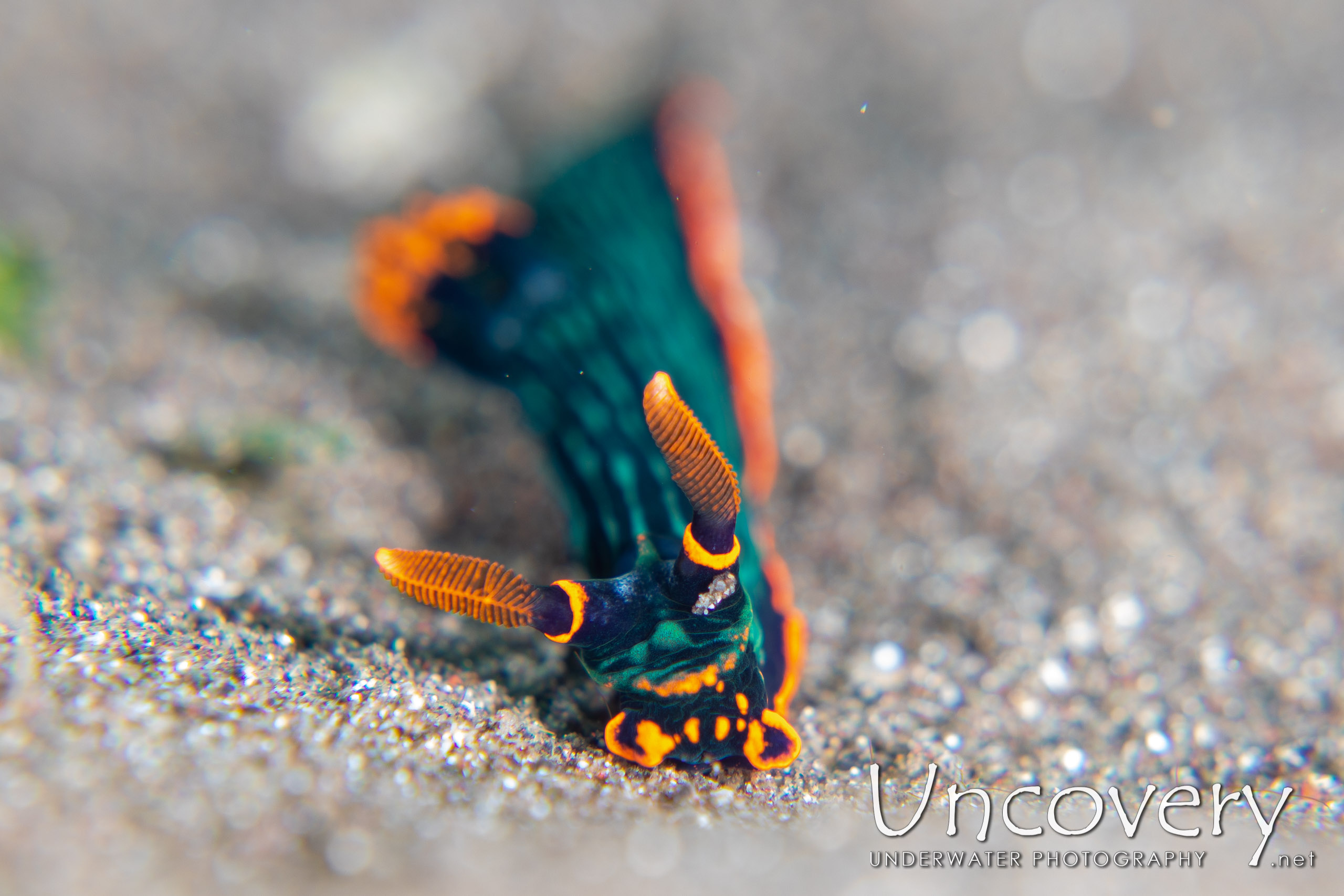 Nudibranch, photo taken in Indonesia, North Sulawesi, Lembeh Strait, Aer Bajo 1