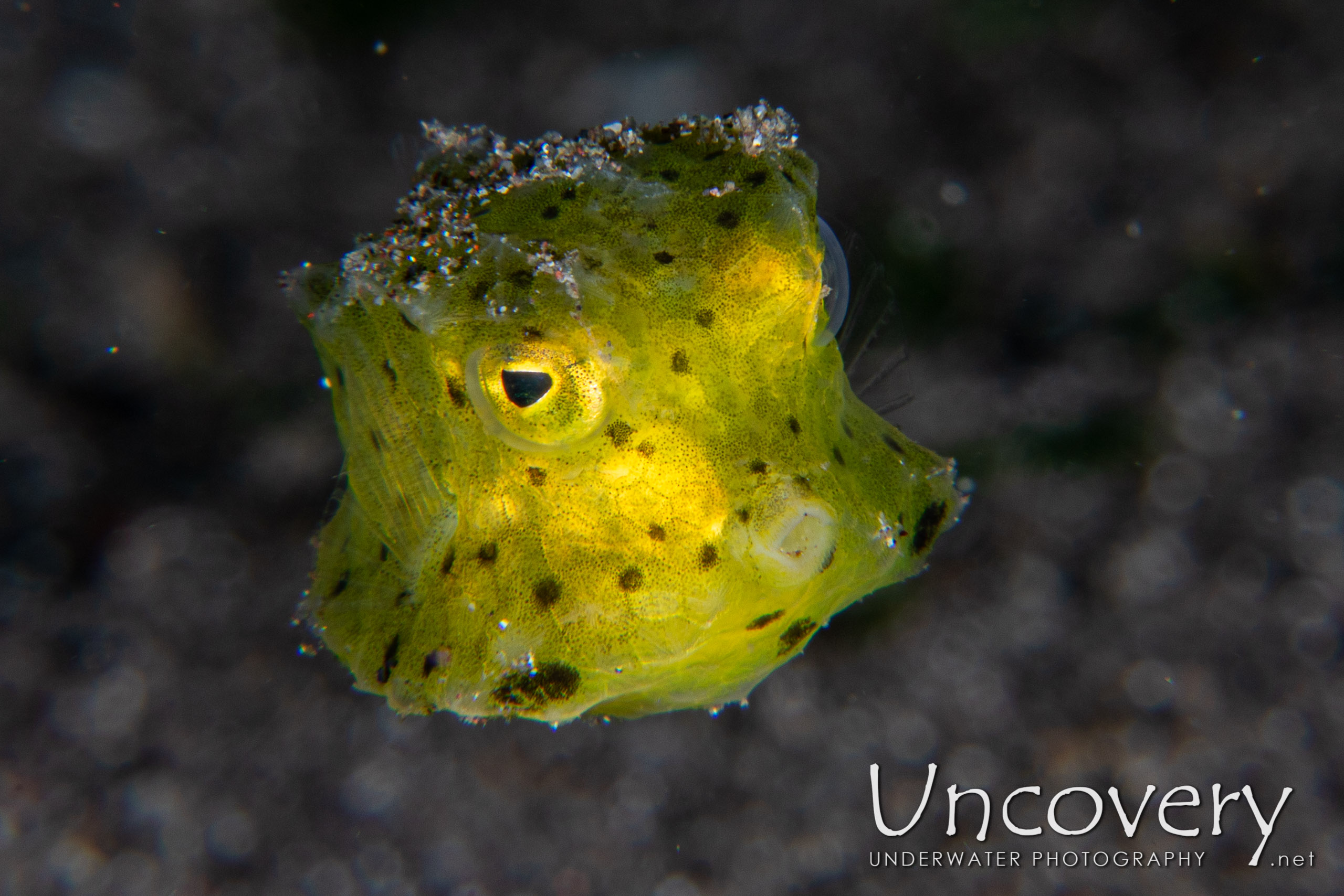 Yellow Boxfish (ostracion Cubicus), photo taken in Indonesia, North Sulawesi, Lembeh Strait, Aer Bajo 1