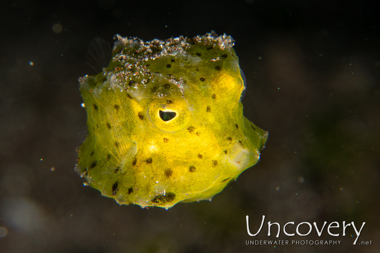 Yellow Boxfish (ostracion Cubicus) shot in Indonesia|North Sulawesi|Lembeh Strait|Aer Bajo 1