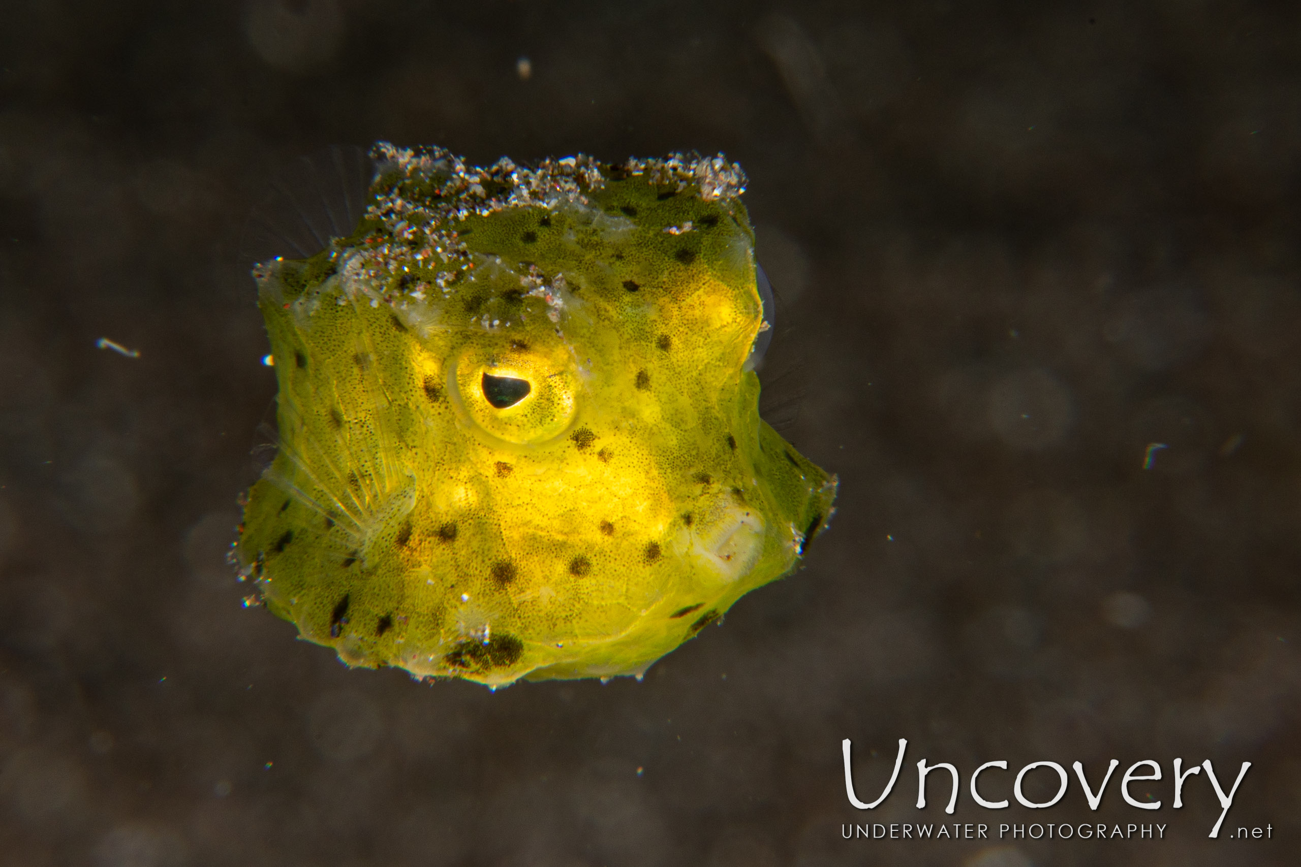 Yellow Boxfish (ostracion Cubicus), photo taken in Indonesia, North Sulawesi, Lembeh Strait, Aer Bajo 1