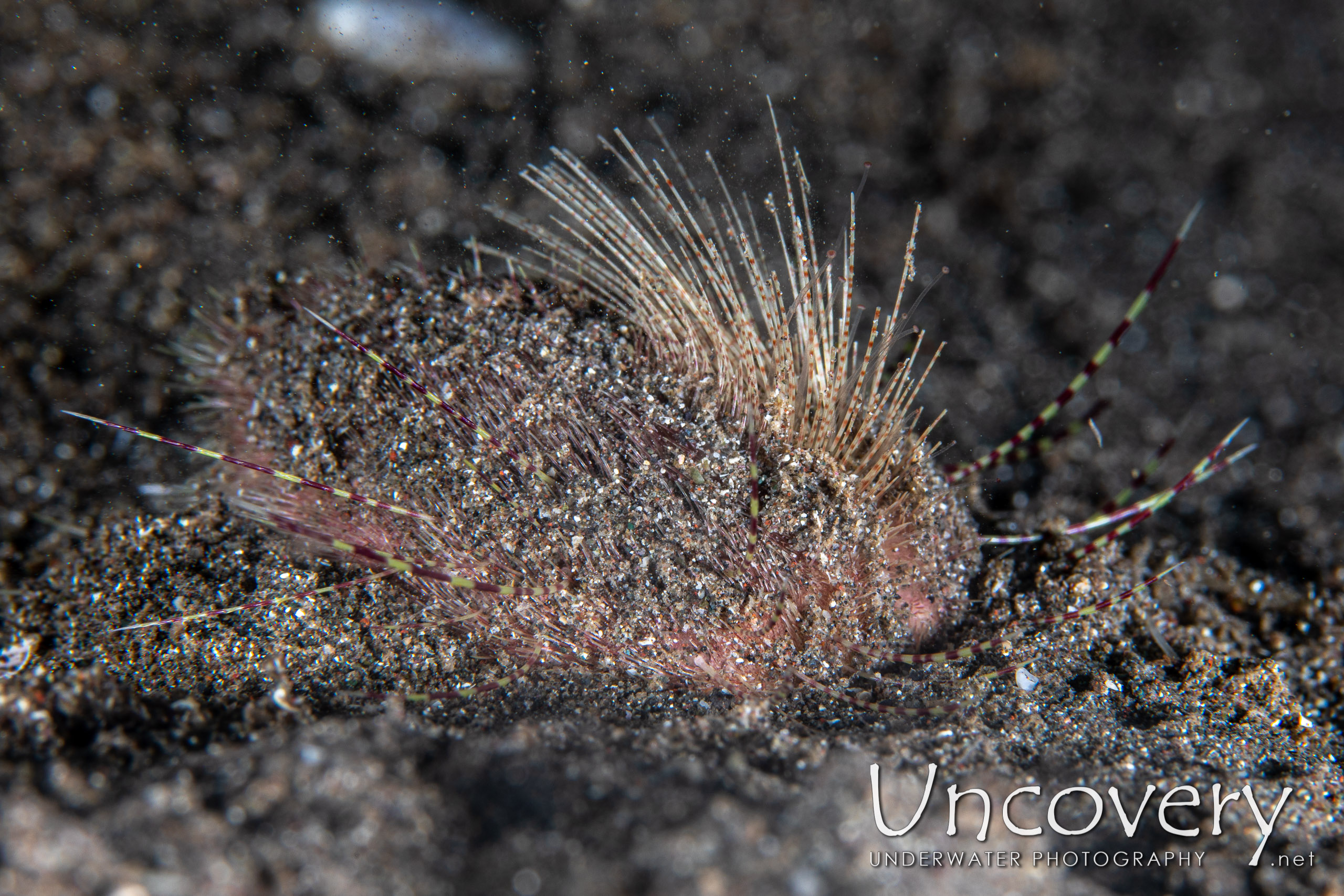 Heart Urchin, photo taken in Indonesia, North Sulawesi, Lembeh Strait, Aer Bajo 1