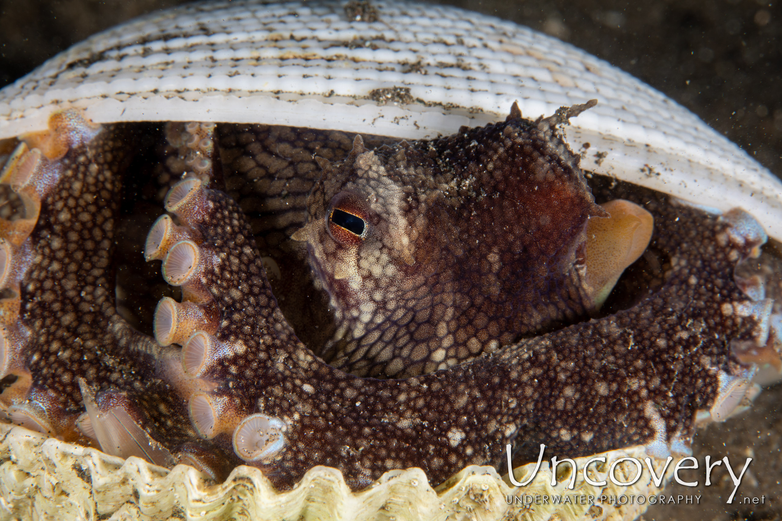 Coconut Octopus (amphioctopus Marginatus), photo taken in Indonesia, North Sulawesi, Lembeh Strait, Aer Bajo 1