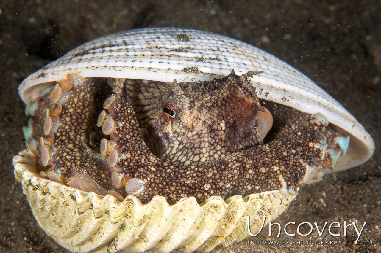 Coconut Octopus (amphioctopus Marginatus), photo taken in Indonesia, North Sulawesi, Lembeh Strait, Aer Bajo 1