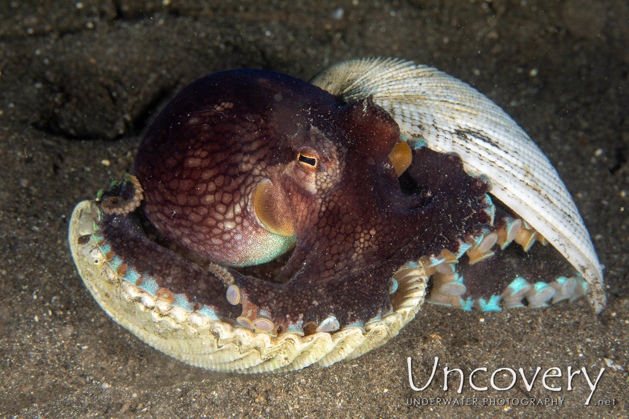 Coconut Octopus (amphioctopus Marginatus) shot in Indonesia|North Sulawesi|Lembeh Strait|Aer Bajo 1