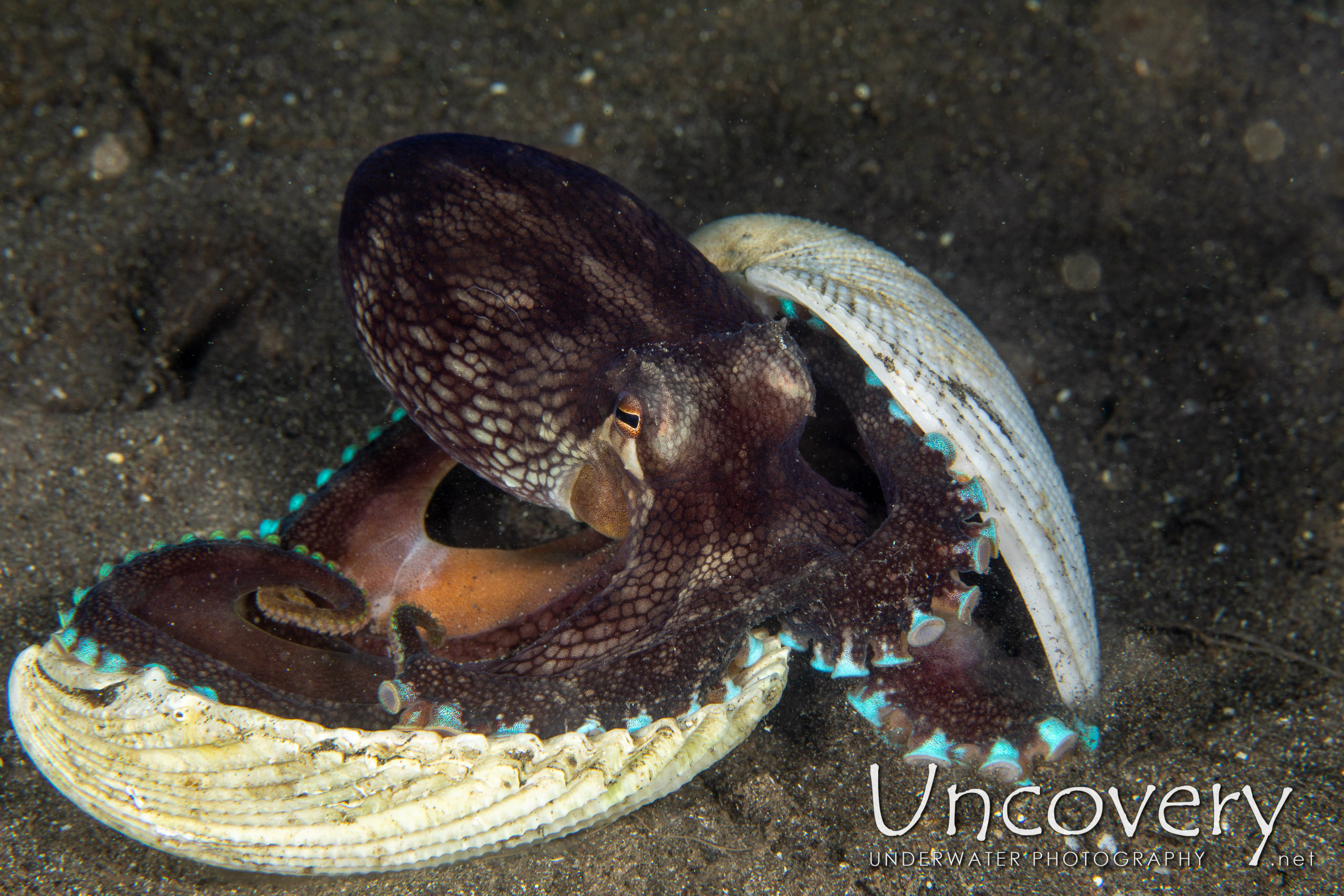 Coconut Octopus (amphioctopus Marginatus), photo taken in Indonesia, North Sulawesi, Lembeh Strait, Aer Bajo 1