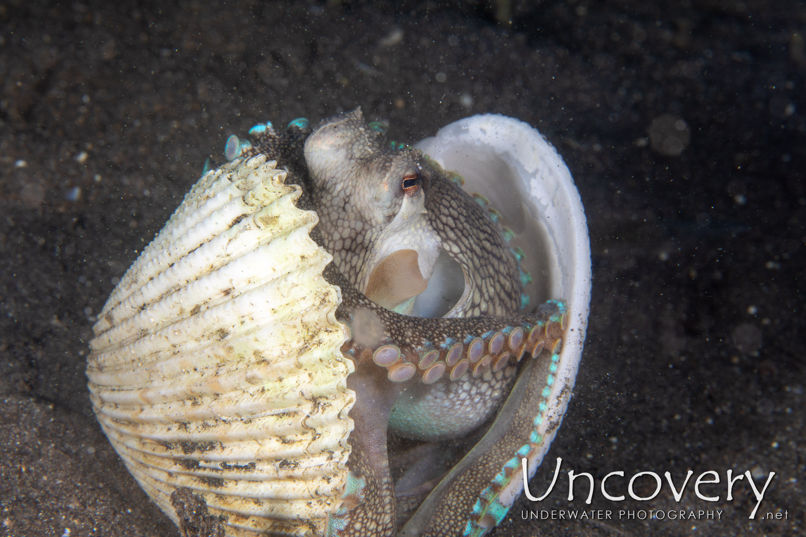 Coconut Octopus (amphioctopus Marginatus), photo taken in Indonesia, North Sulawesi, Lembeh Strait, Aer Bajo 1