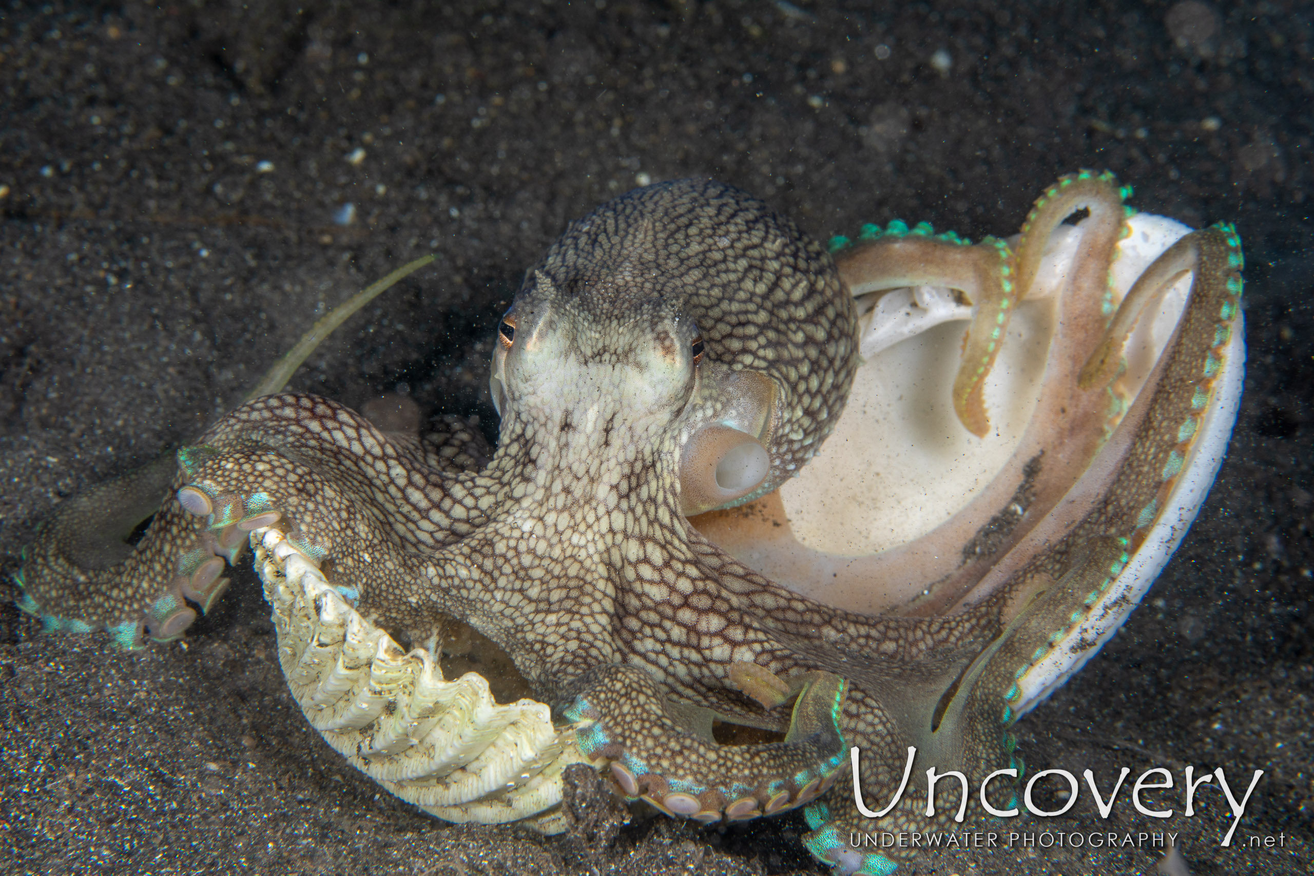 Coconut Octopus (amphioctopus Marginatus), photo taken in Indonesia, North Sulawesi, Lembeh Strait, Aer Bajo 1