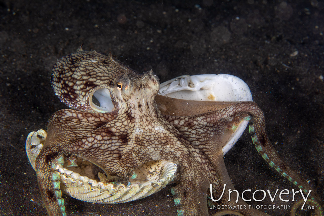 Coconut Octopus (amphioctopus Marginatus) shot in Indonesia|North Sulawesi|Lembeh Strait|Aer Bajo 1
