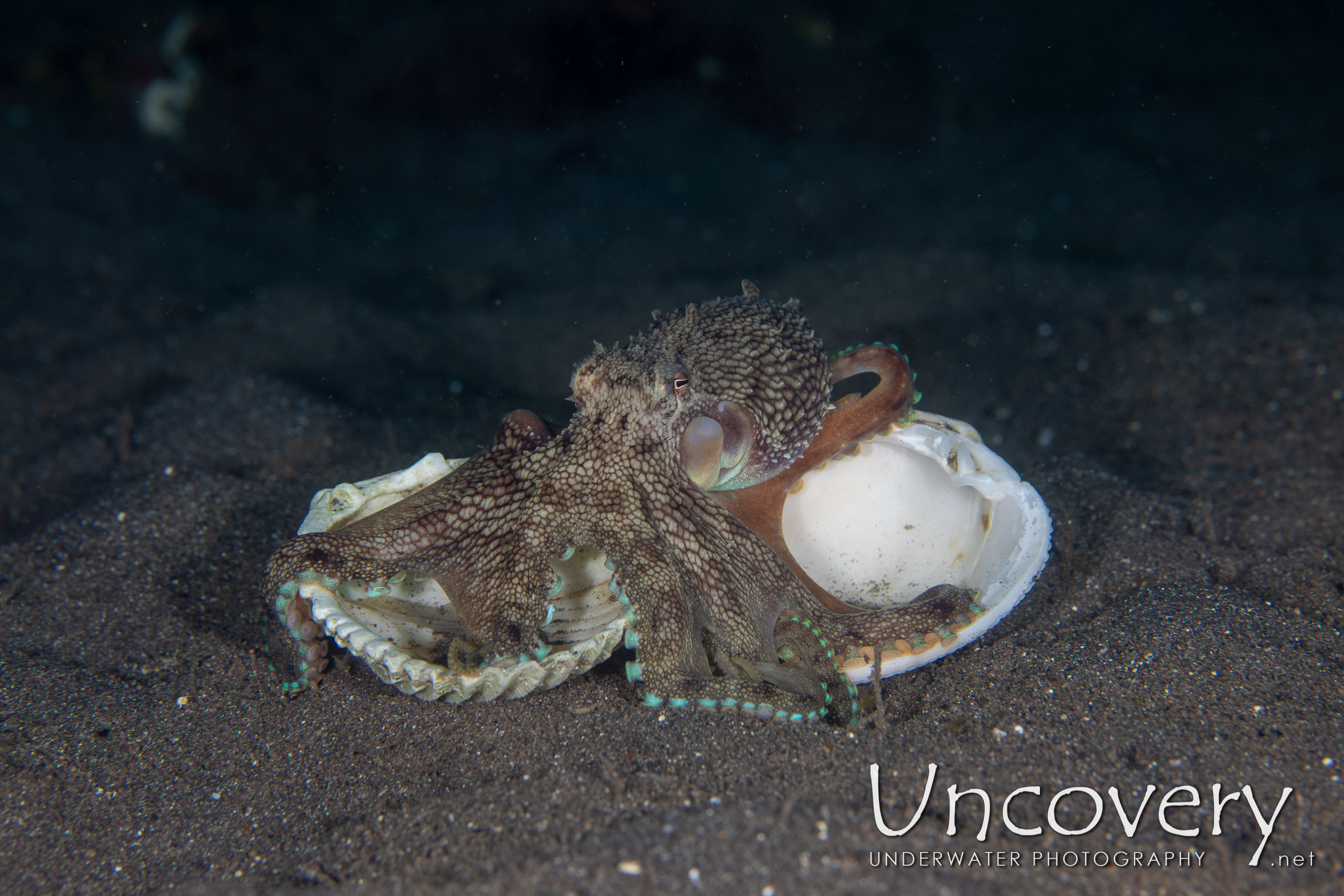 Coconut Octopus (amphioctopus Marginatus), photo taken in Indonesia, North Sulawesi, Lembeh Strait, Aer Bajo 1