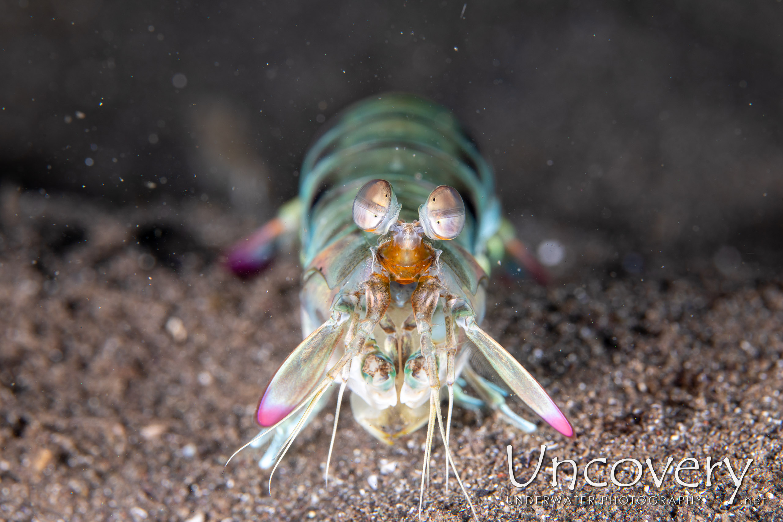 Pink-eared Mantis (odontodactylus Latirostris), photo taken in Indonesia, North Sulawesi, Lembeh Strait, Aer Bajo 1