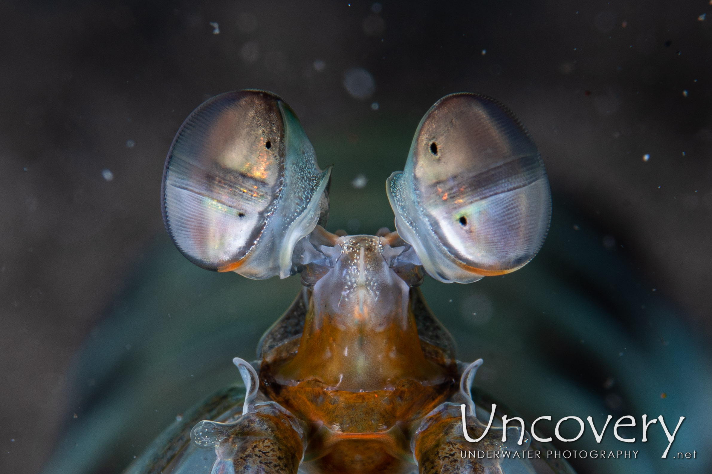 Pink-eared Mantis (odontodactylus Latirostris), photo taken in Indonesia, North Sulawesi, Lembeh Strait, Aer Bajo 1