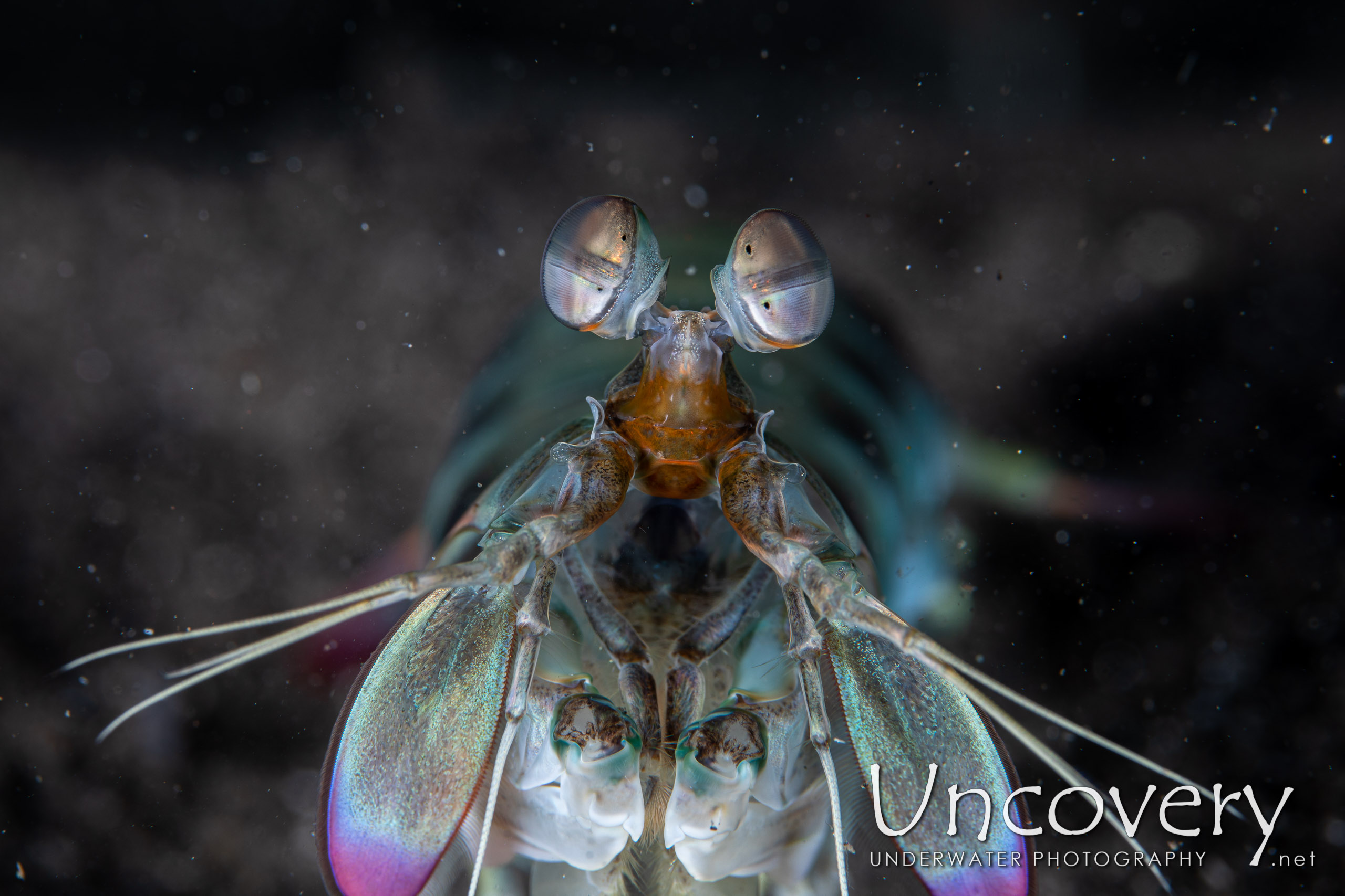 Pink-eared Mantis (odontodactylus Latirostris), photo taken in Indonesia, North Sulawesi, Lembeh Strait, Aer Bajo 1