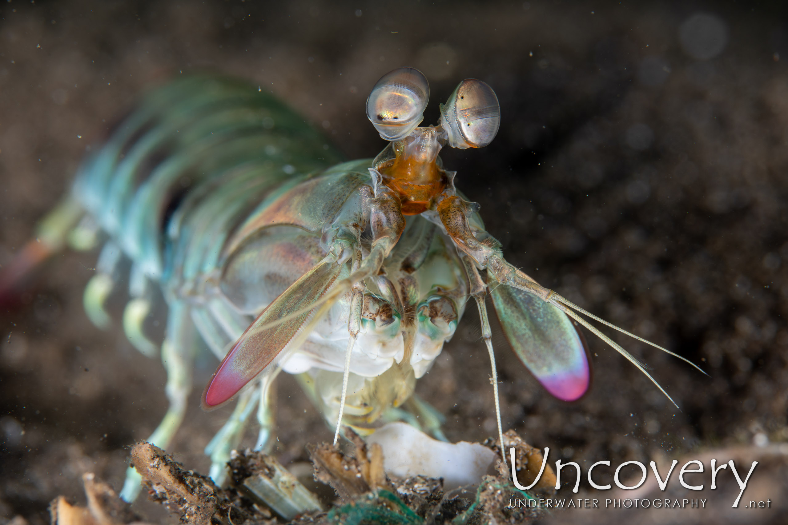 Pink-eared Mantis (odontodactylus Latirostris), photo taken in Indonesia, North Sulawesi, Lembeh Strait, Aer Bajo 1