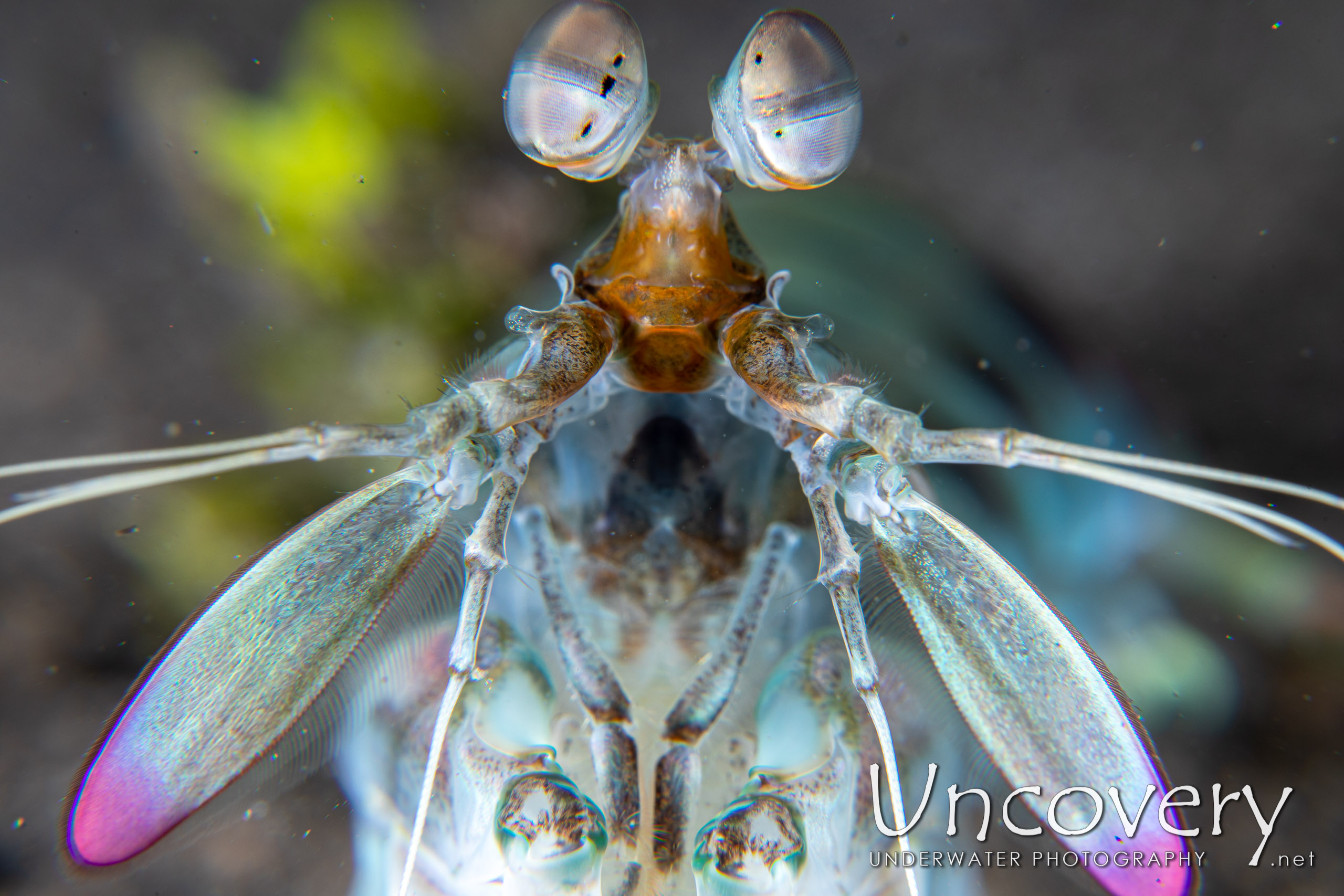 Pink-eared Mantis (odontodactylus Latirostris), photo taken in Indonesia, North Sulawesi, Lembeh Strait, Aer Bajo 1