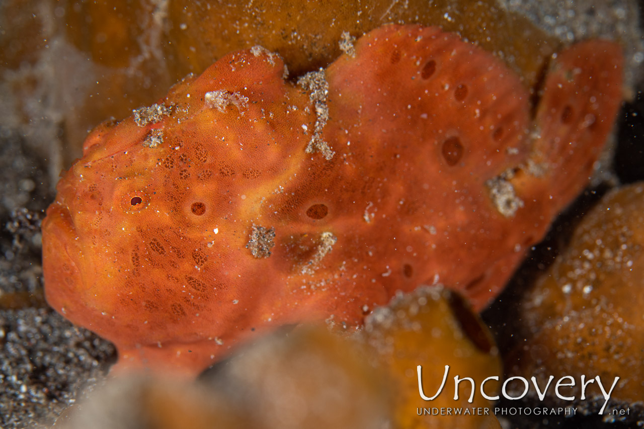 Painted Frogfish (antennarius Pictus) shot in Indonesia|North Sulawesi|Lembeh Strait|Aer Bajo 1