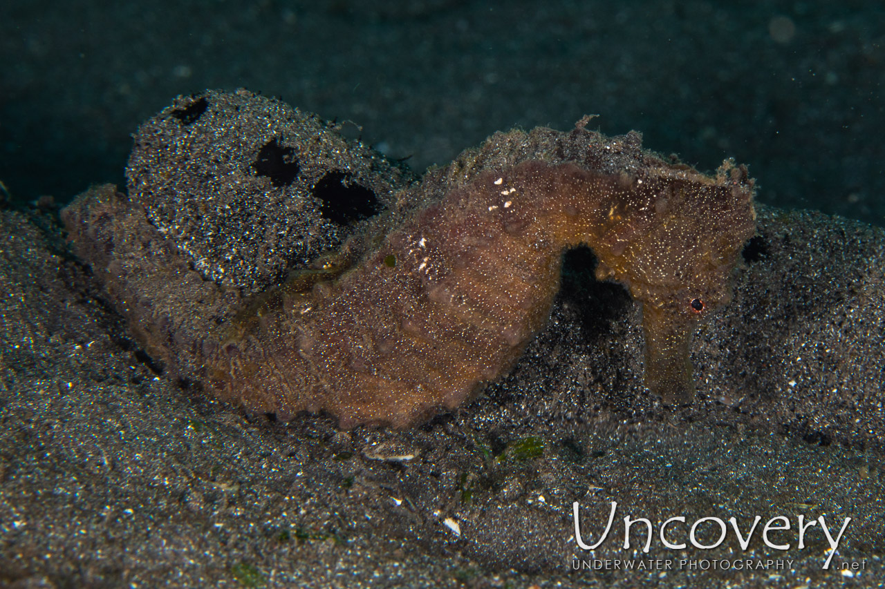 Common Sea Horse (hippocampus Kuda) shot in Indonesia|North Sulawesi|Lembeh Strait|Aer Bajo 1
