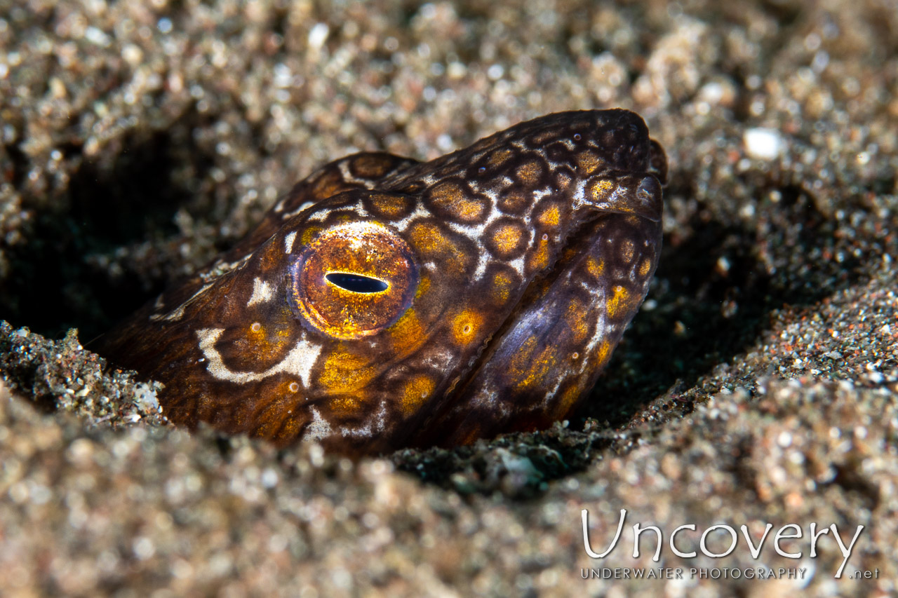 Napoleon Snake Eel (ophichthus Bonaparti) shot in Indonesia|North Sulawesi|Lembeh Strait|Aer Bajo 1