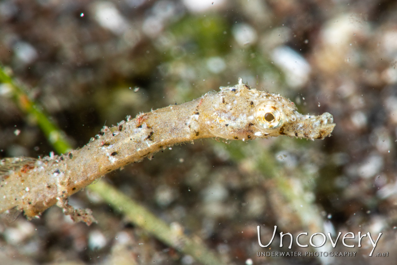 Pipefish shot in Indonesia|North Sulawesi|Lembeh Strait|Aer Bajo 1