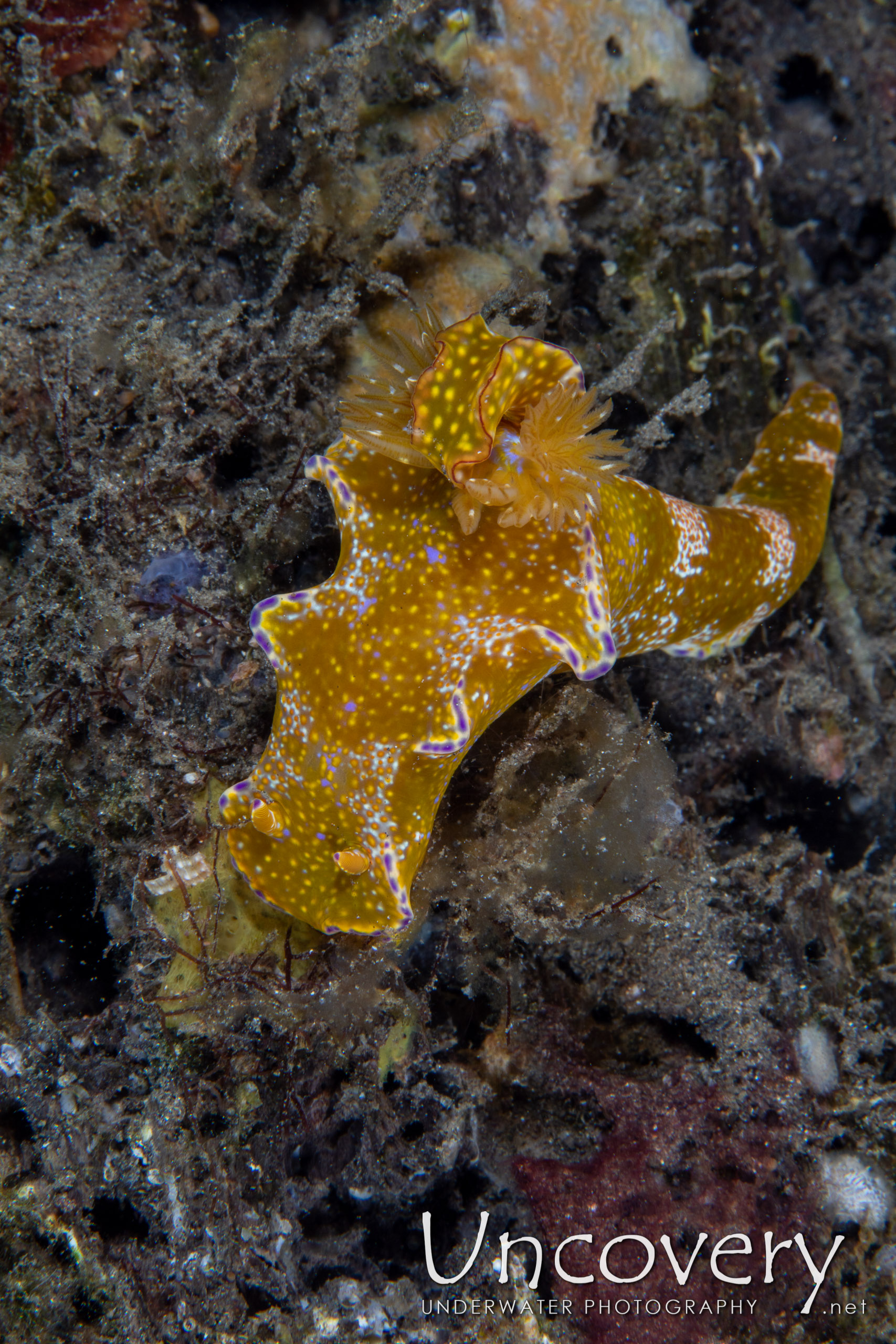 Nudibranch, photo taken in Indonesia, North Sulawesi, Lembeh Strait, Slow Poke