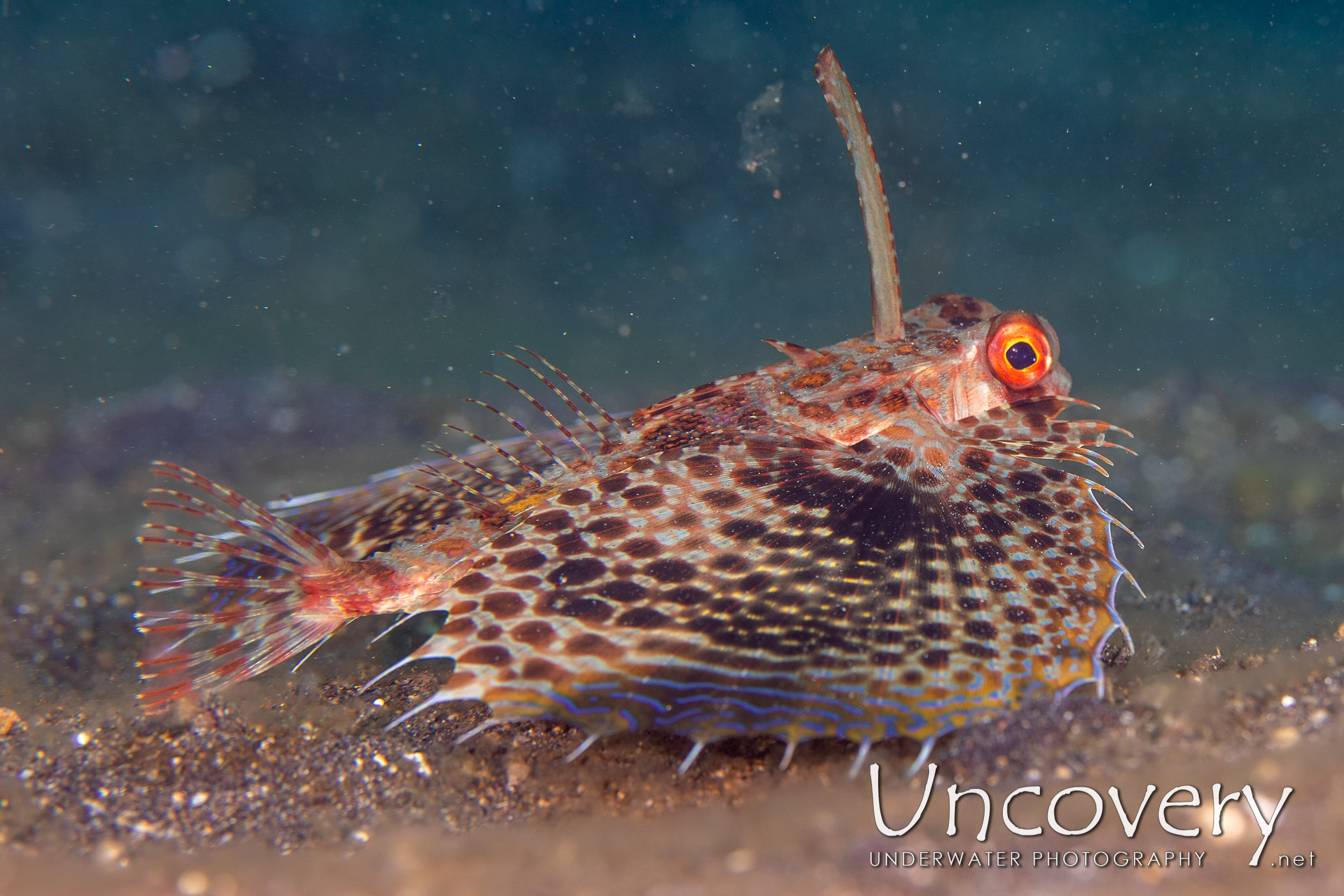 Oriental Flying Gournard (dactyloptena Orientalis), photo taken in Indonesia, North Sulawesi, Lembeh Strait, Slow Poke