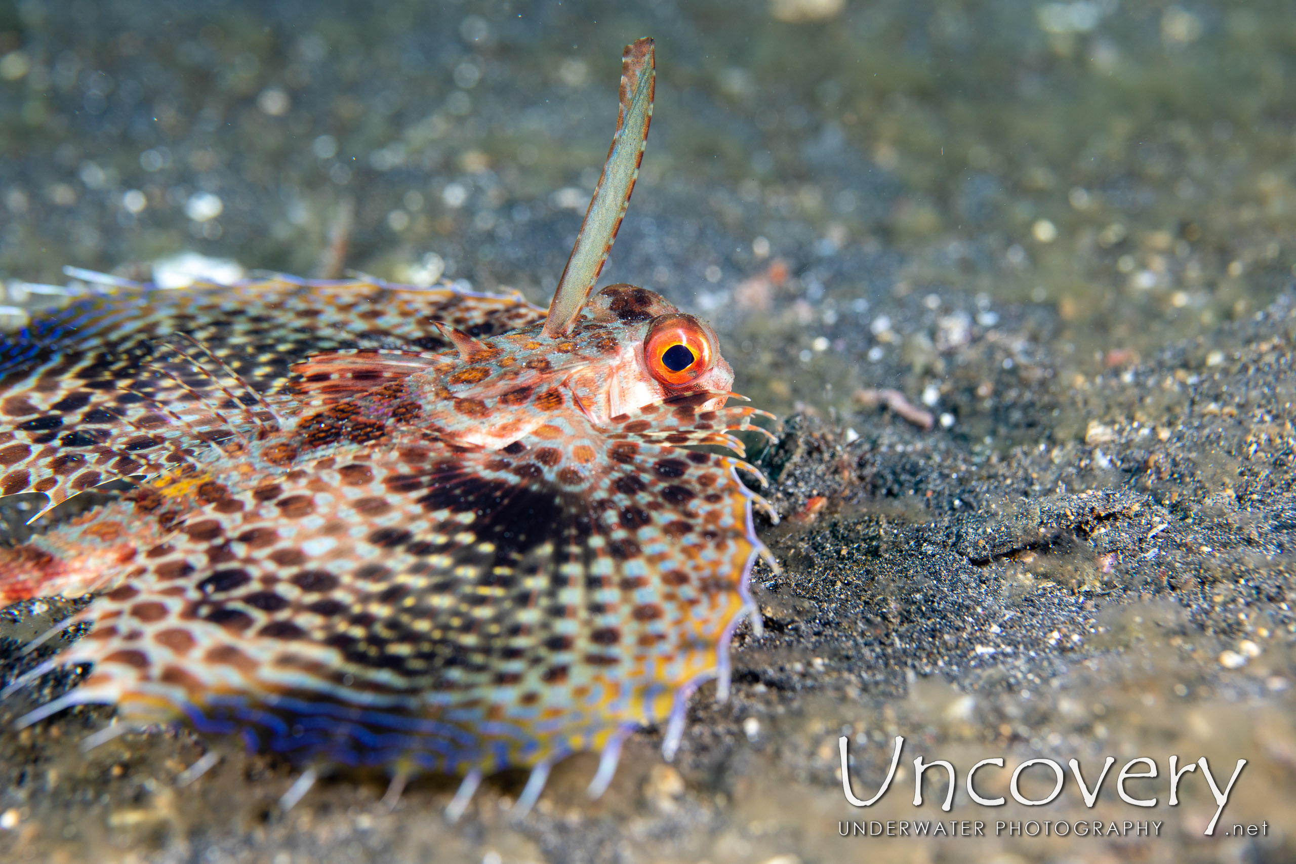 Oriental Flying Gournard (dactyloptena Orientalis), photo taken in Indonesia, North Sulawesi, Lembeh Strait, Slow Poke