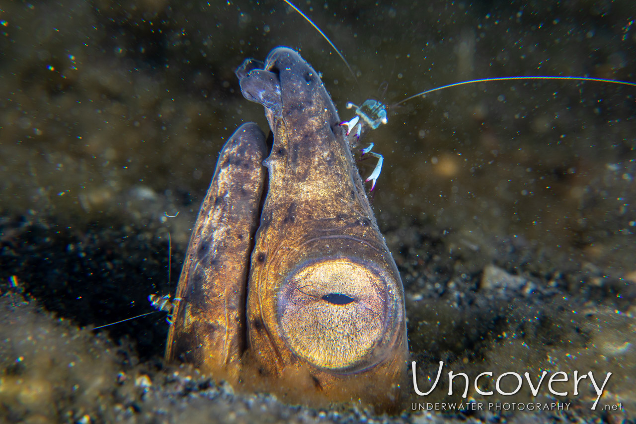 Longfin Snake-eel (pisodonophis Cancrivorus) shot in Indonesia|North Sulawesi|Lembeh Strait|Slow Poke
