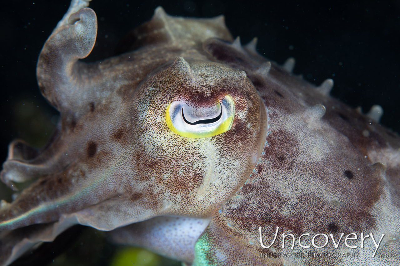 Broadclub Cuttlefish (sepia Latimanus), photo taken in Indonesia, North Sulawesi, Lembeh Strait, Slow Poke