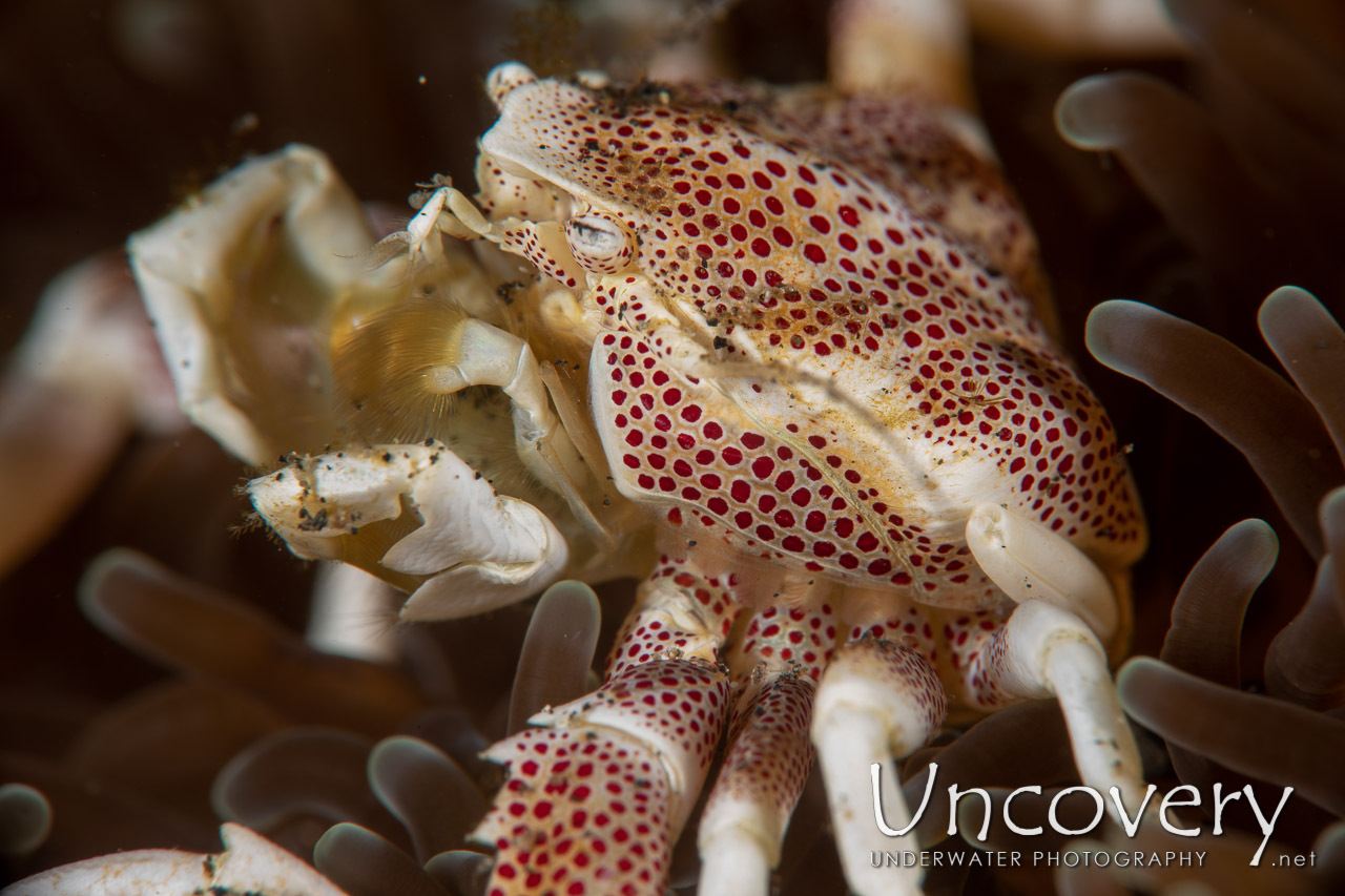 Spotted Porcelain Crab (neopetrolisthes Maculatus), photo taken in Indonesia, North Sulawesi, Lembeh Strait, Slow Poke