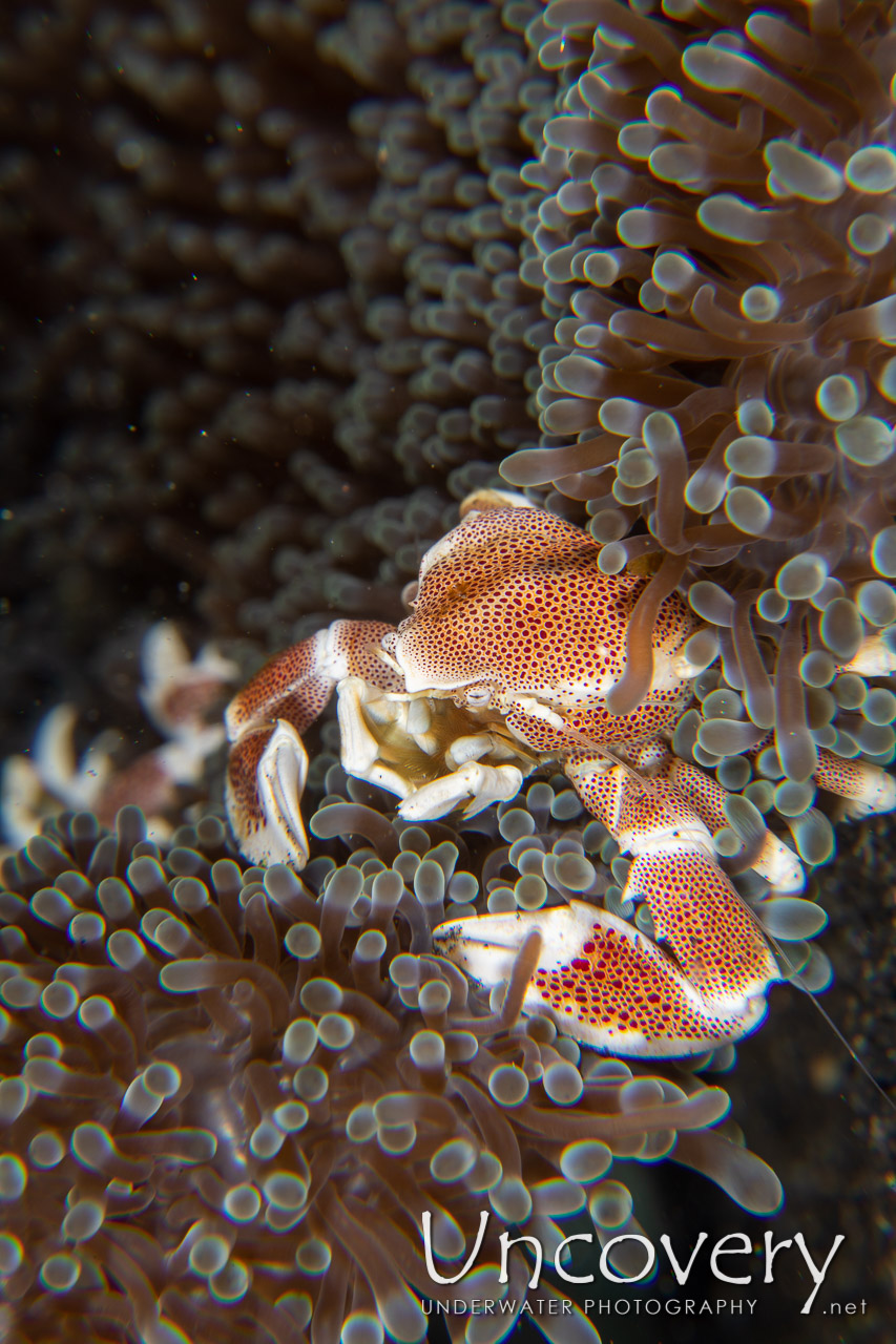 Spotted Porcelain Crab (neopetrolisthes Maculatus) shot in Indonesia|North Sulawesi|Lembeh Strait|Slow Poke