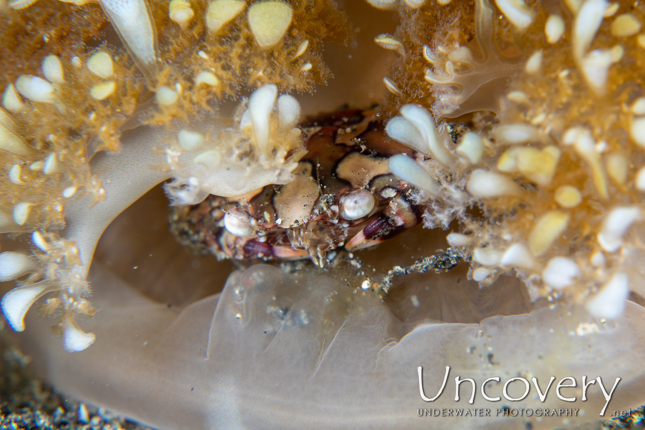 Upside Down Jellyfish (cassiopea), photo taken in Indonesia, North Sulawesi, Lembeh Strait, Slow Poke