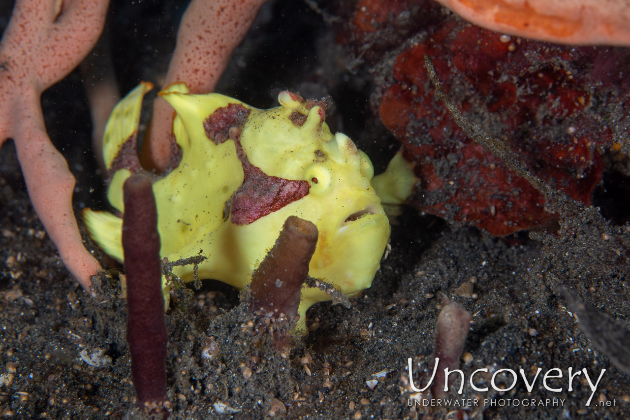 Warty Frogfish (antennarius Maculatus) shot in Indonesia|North Sulawesi|Lembeh Strait|Slow Poke